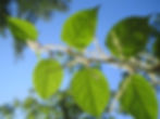 Ganzrandige Blätter des Japanischen Staudenknöteriches (Fallopia japonica)