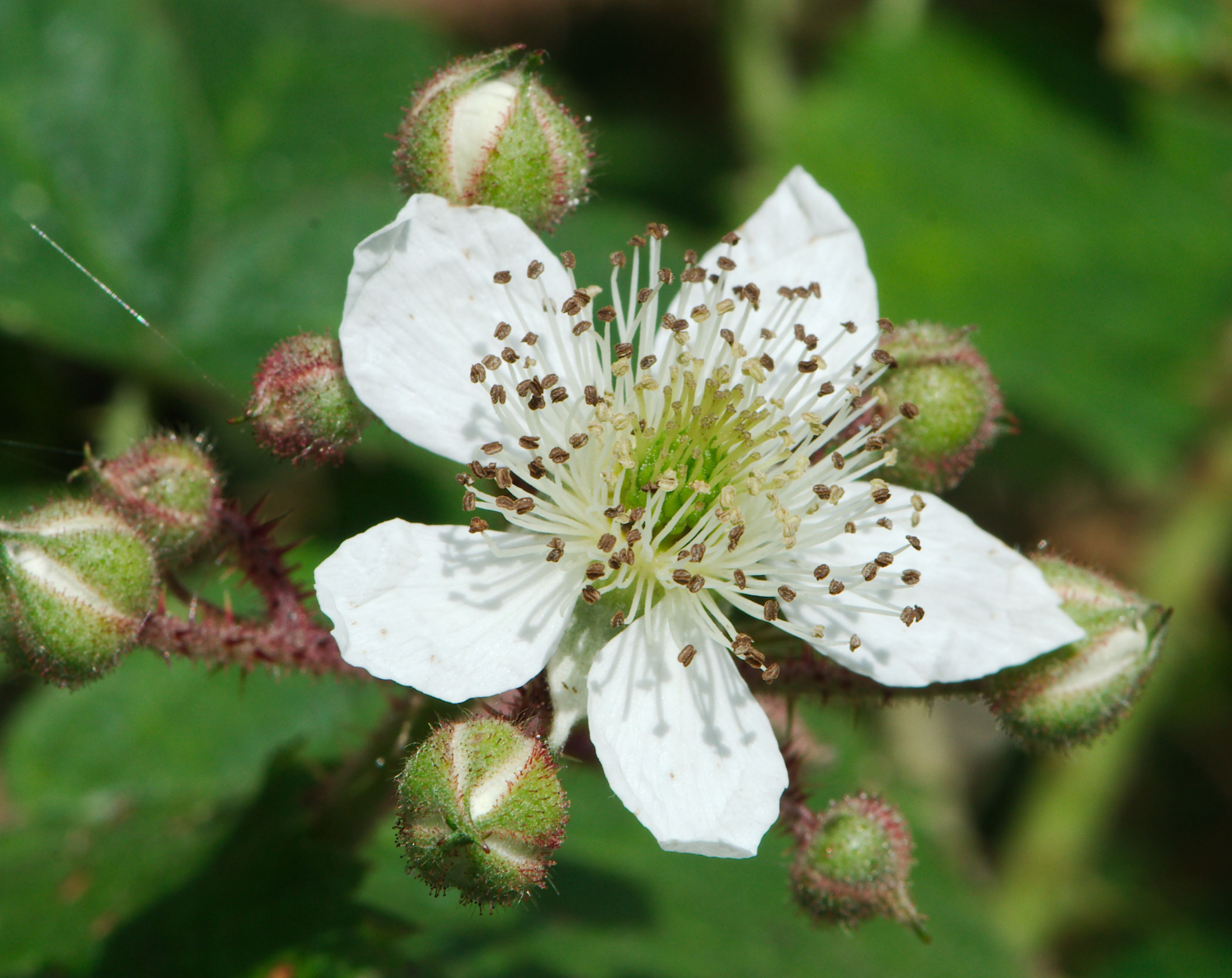 Brombeere Rubus sect Rubus Blüte