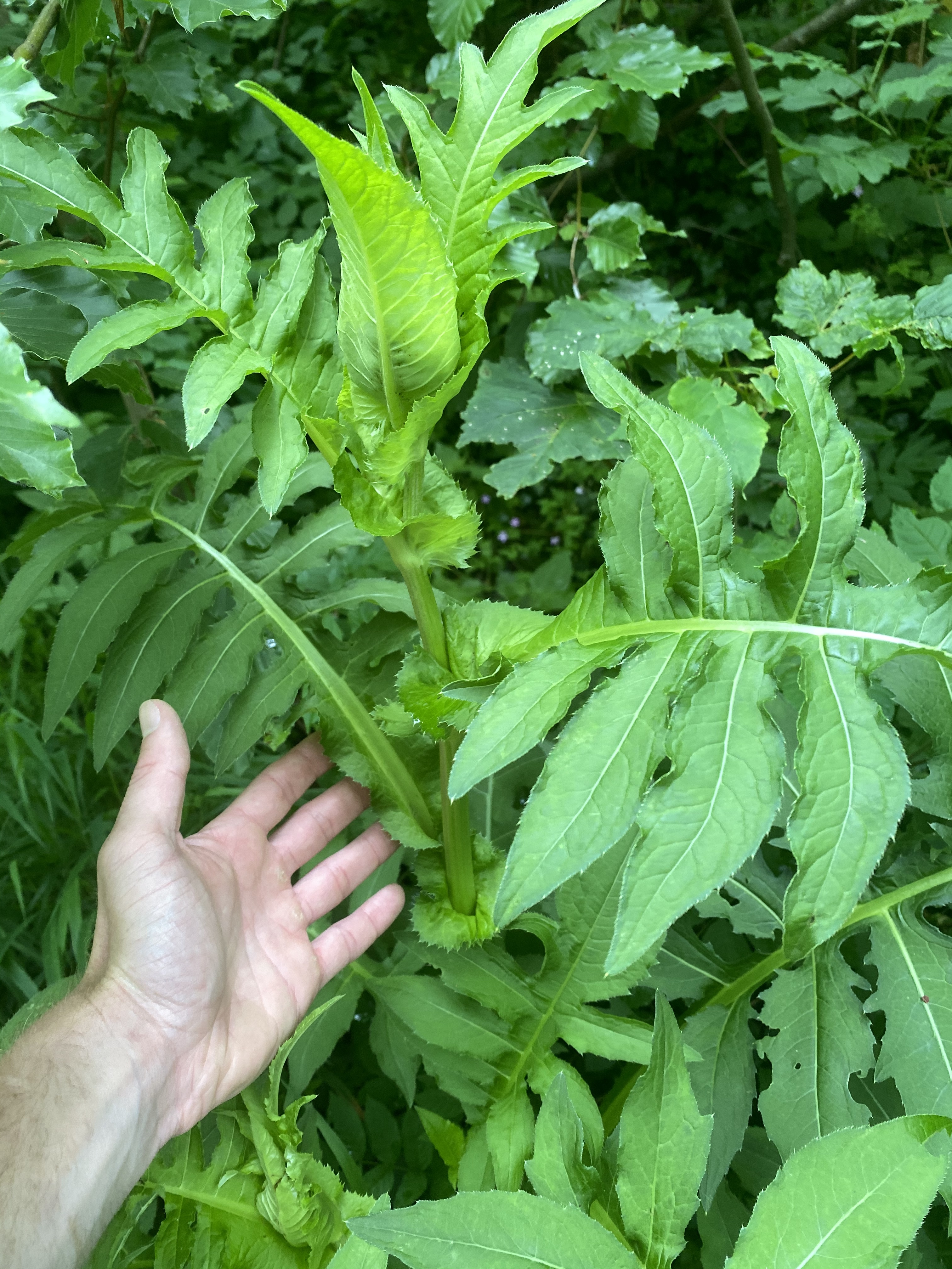 Asteraceae Cirsium oleraceum Kohldistel Eigenschaften Merkmale Bestimmung Verwendung Stängel und Stängelblätter