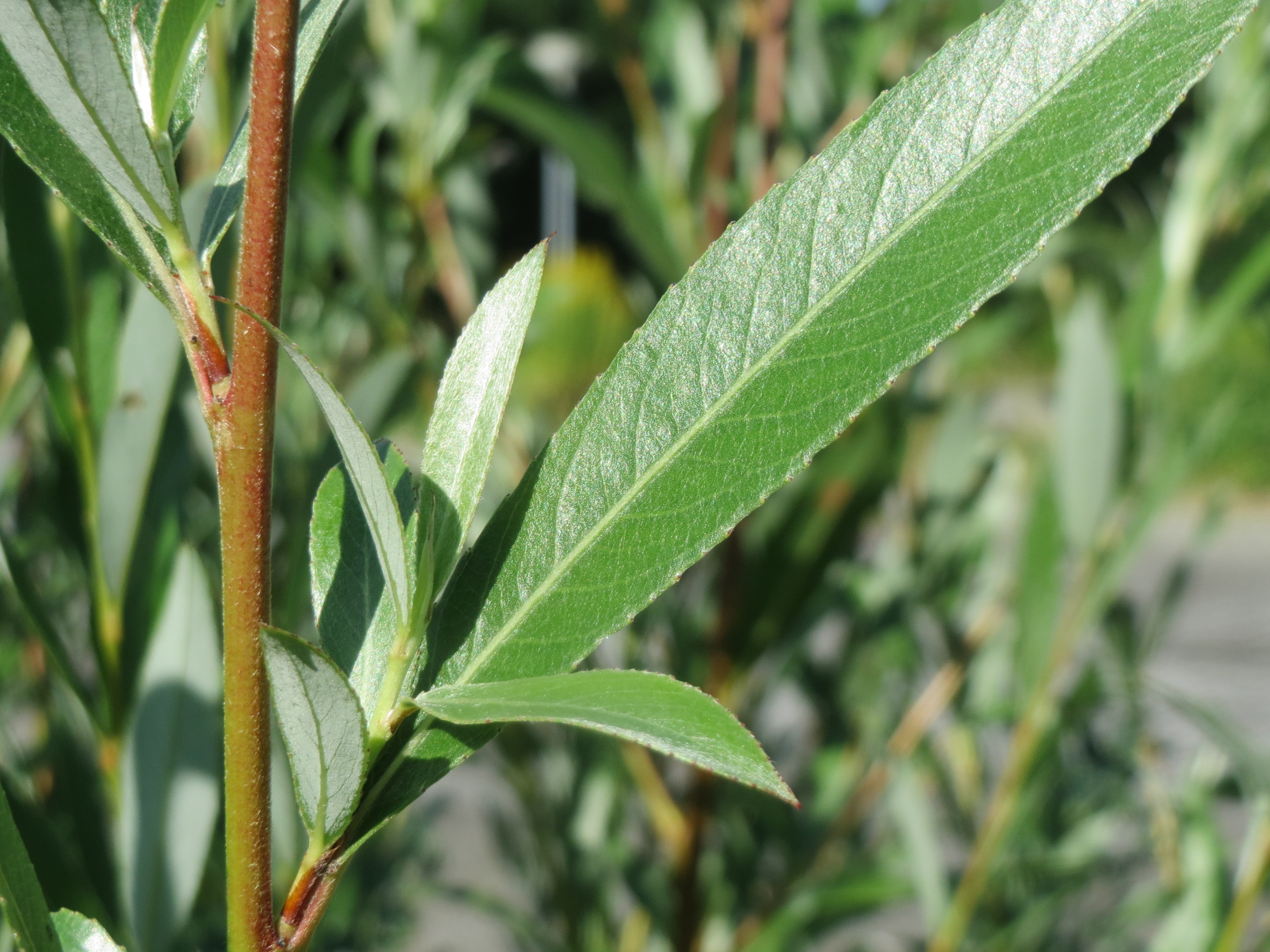 Silber Weide (Salix alba); Merkmale / Bestimmung / Verwendung; Blatt