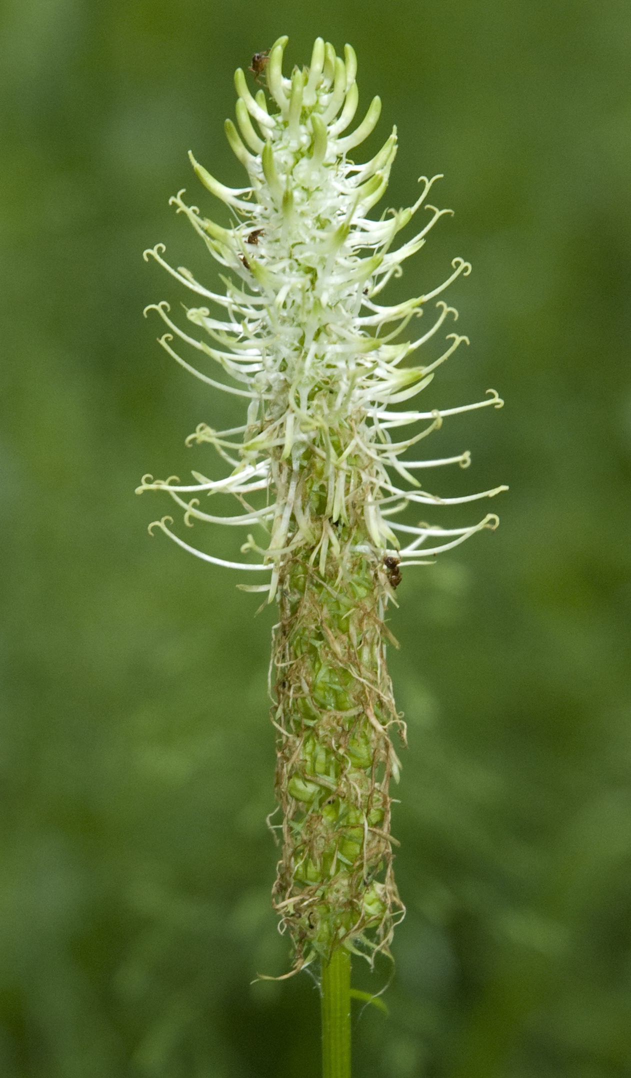 Ährige Teufelskralle (Phyteuma spicatum) Eigenschaften / Beschreibung / Merkmale / Verwendung, essbar, Blüten und Früchte
