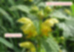 Goldnessel (Lamium galeobdolon): Typisch für die Lippenblütler ist der (oft hohle) 4-kantige Stängel und die kreuzgegenständige Anordnung. Die Blattränder sind meist nur leicht eingeschnitten (wie hier “gesägt”)