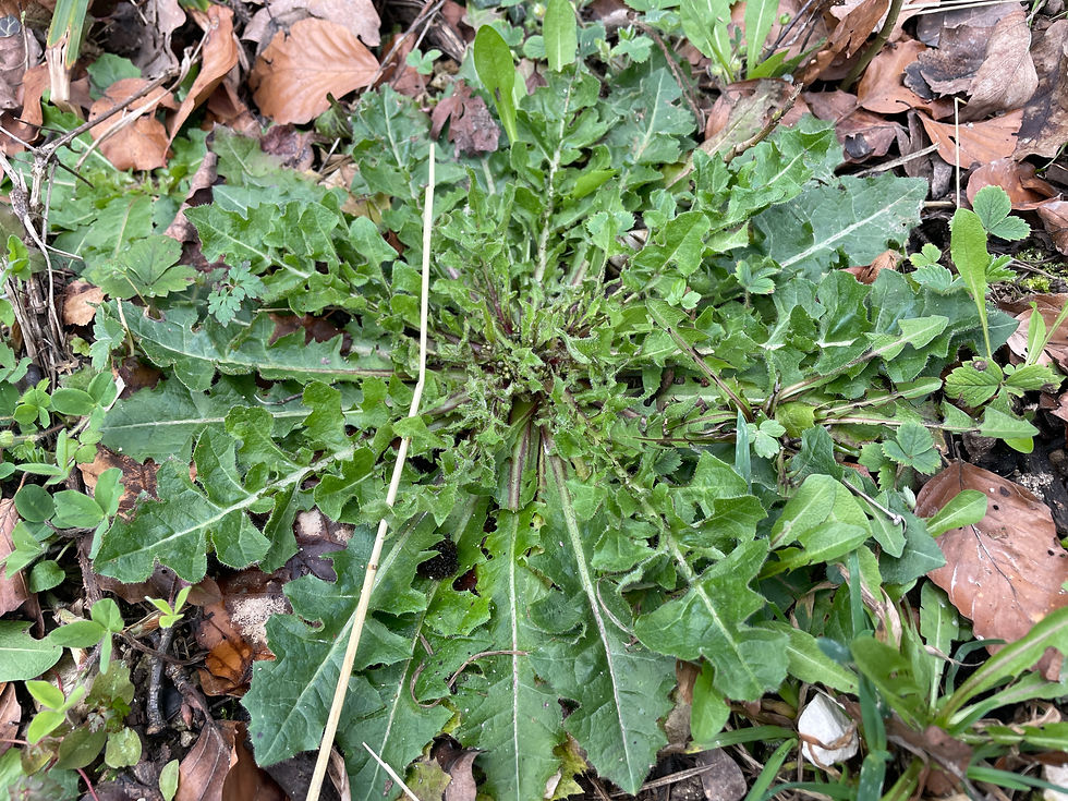 Grundrosette der Wegwarte (Cichorium intybus)