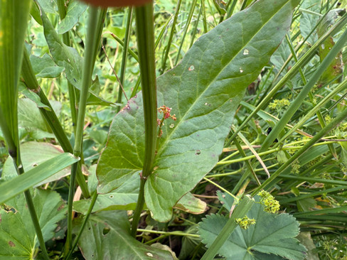 spiessförmiges Stängelblatt vom Berg-Sauerampfer (Rumex alpestris)
