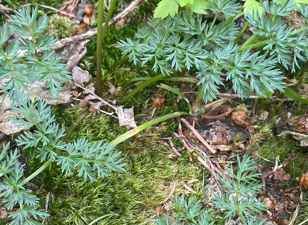 Faserschopf am Grund des Stängels beim Alpen-Mutterwurz (Ligusticum mutellina)