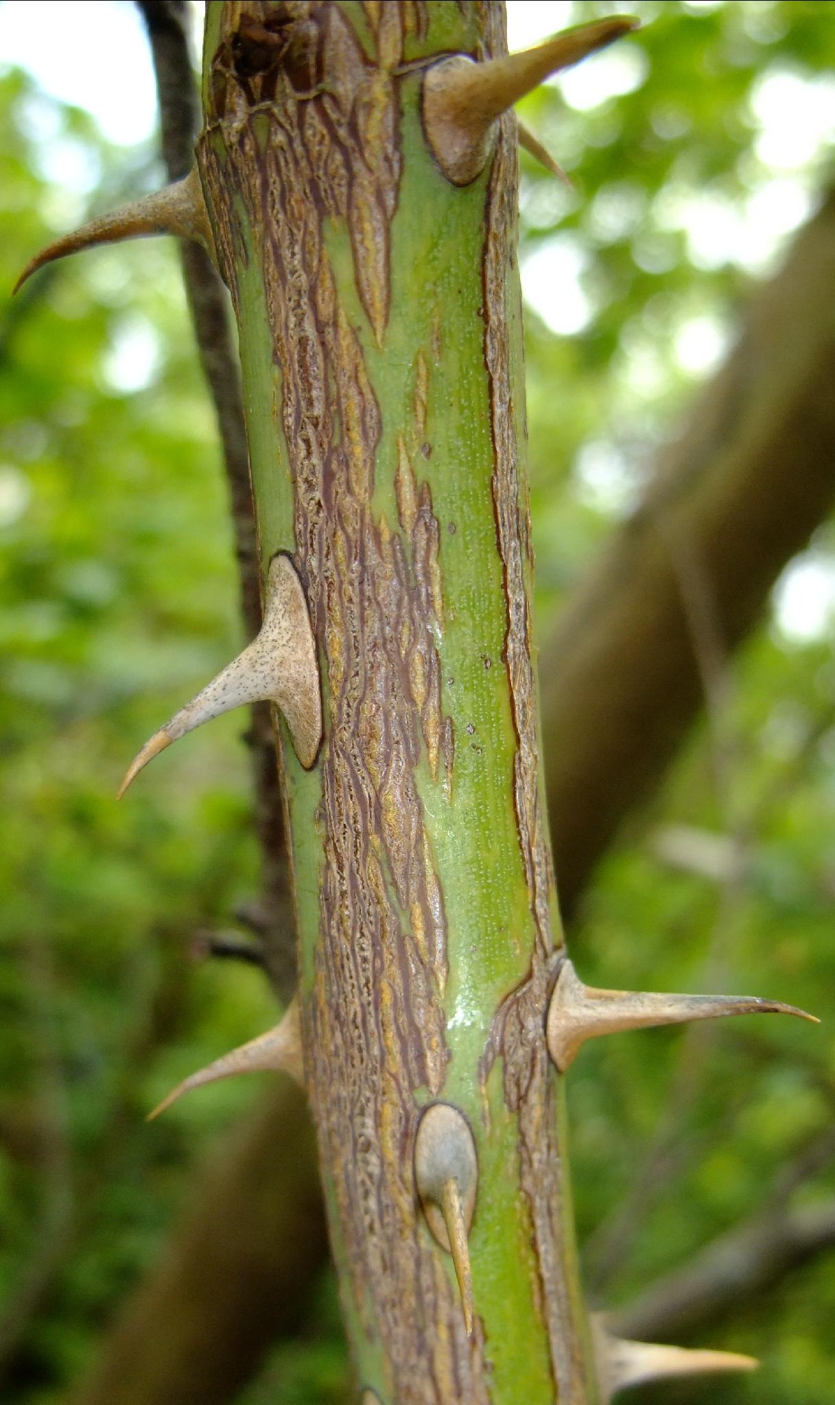 Rosaceae Rosa canina Hundsrose Bestimmung, Eigenschaften, Merkmale,  Verwendung Aste Stacheln
