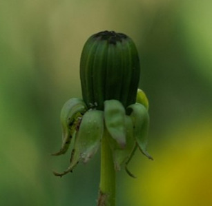 Löwenzahn Taraxacum sect Ruderalia Blütenknospe