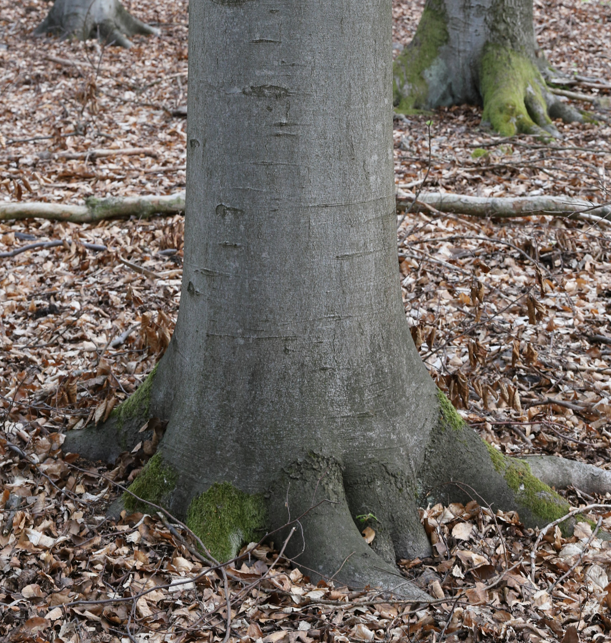 Rotbuche Fagus sylvatica Rinde