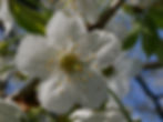 Vogelkirsche (Prunus avium): 5 weisse, rundliche Kronblätter und viele Staubblätter sind typisch für Rosengewächse