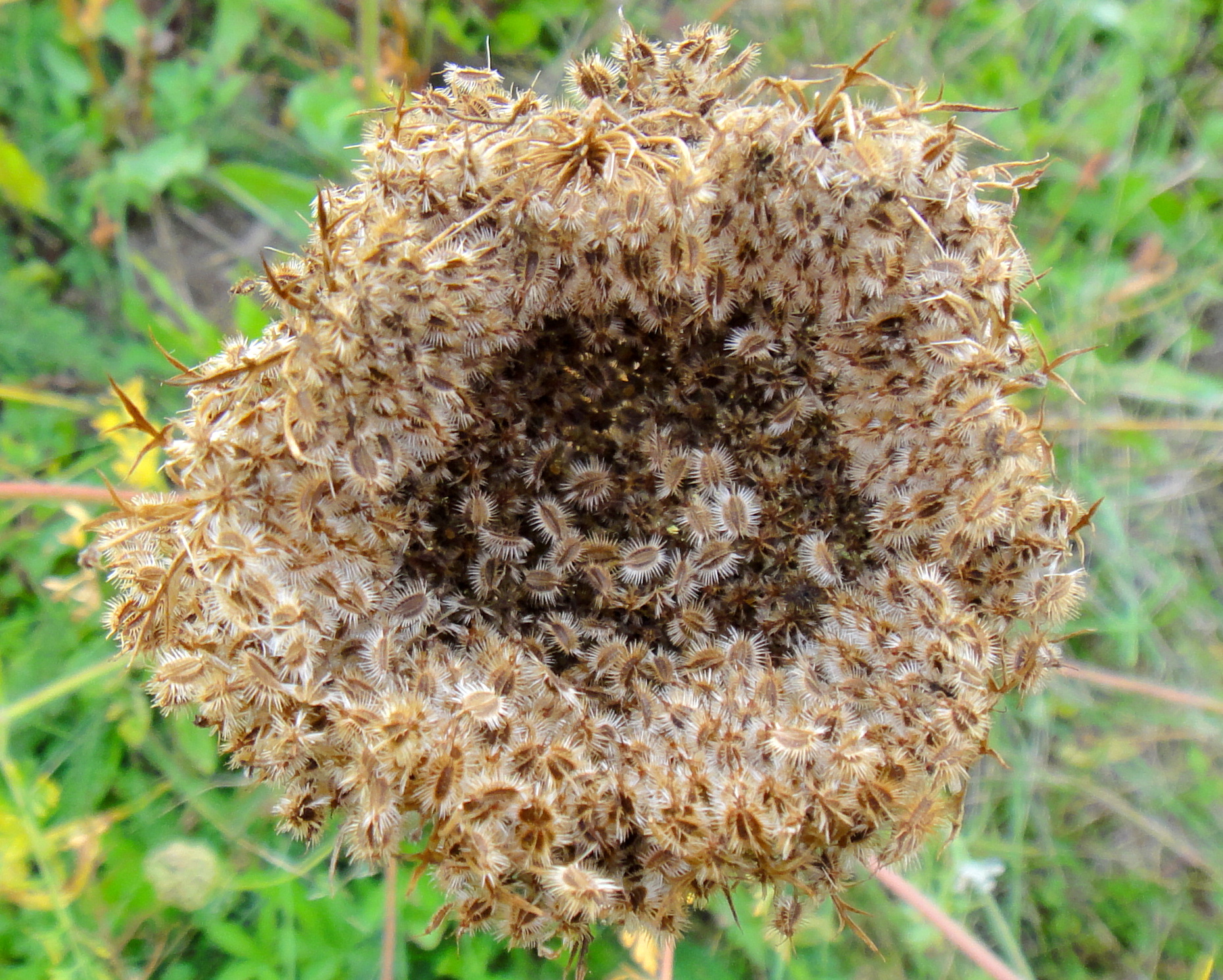 Apiaceae Daucus carota Wilde Möhre Eigenschaften Bestimmung Merkmale Verwendung Früchte