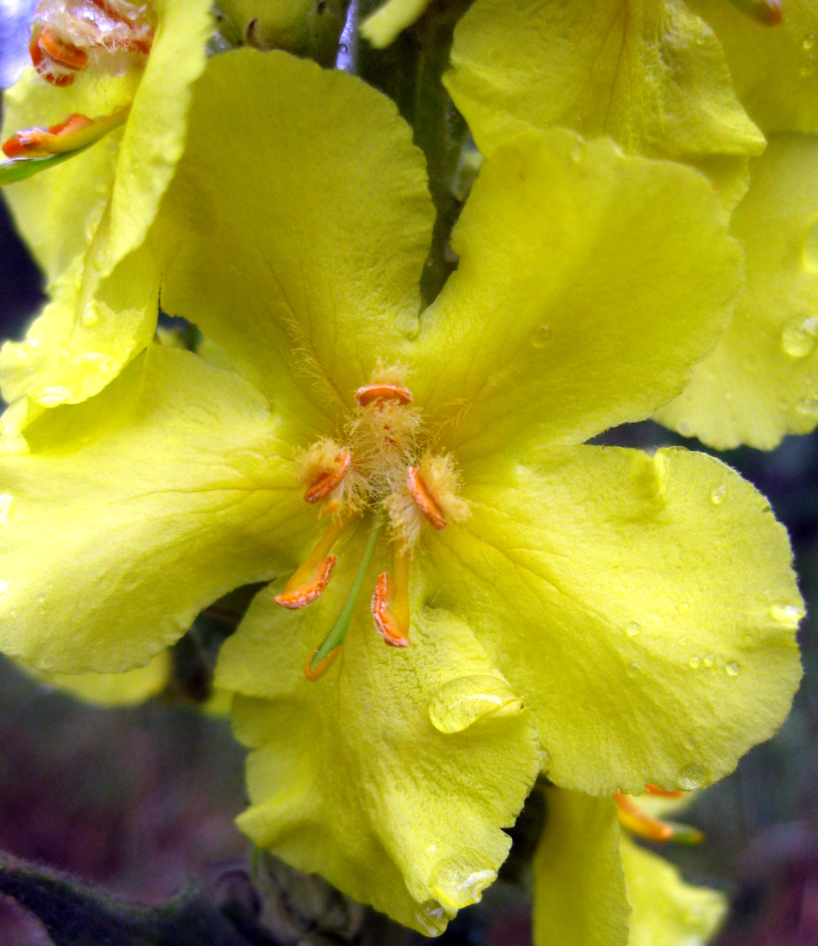 Scrophulariaceae_Verbascum_thapsus_Blüte_nah.jpg
