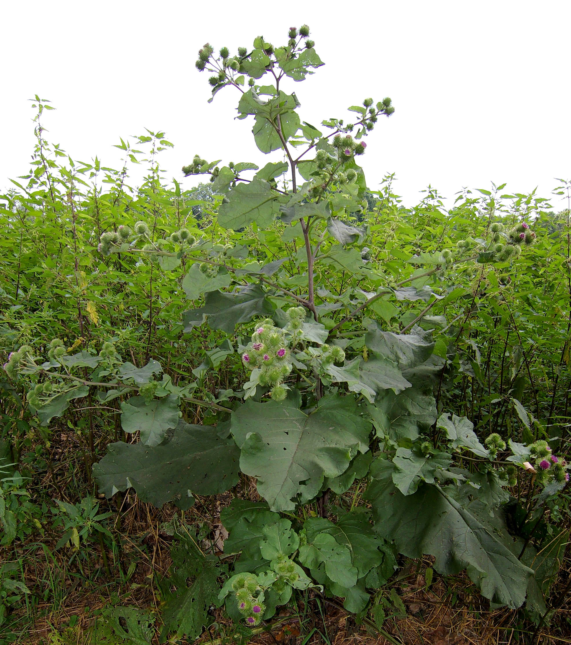 Asteraceae Arctium Lappa Grosse Klette Eigenschaften Merkmale Bestimmung Verwendung Habitus