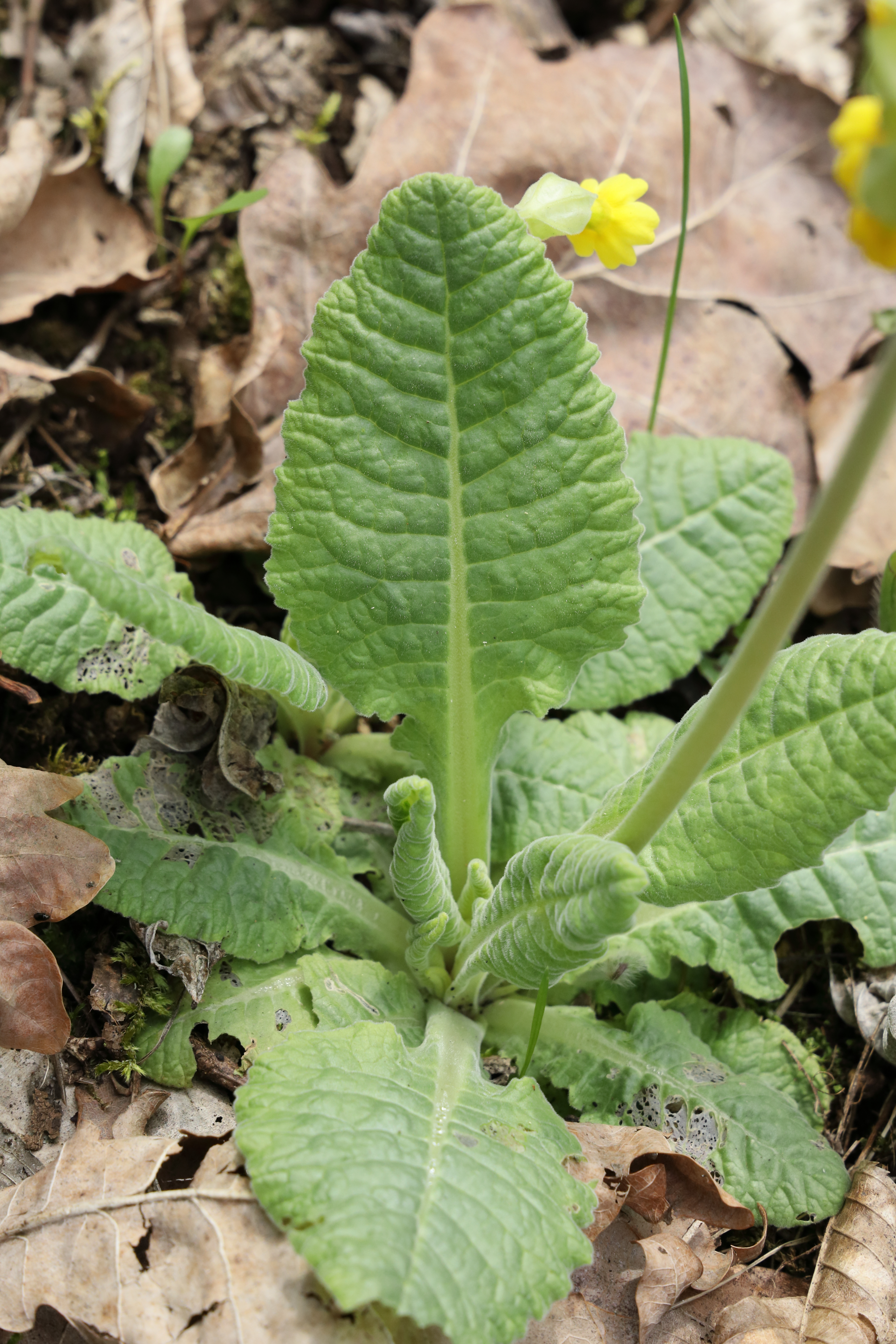 Primulaceae_Primula_veris_Blatt.jpg