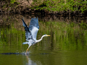 Vögel