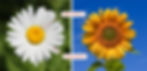 Wiesen-Margerite (Leucanthemum vulgare) links und Sonnenblume (Helianthus annuus) rechts: in der Mitte befinden sich die vielen kleinen Röhrenblüten, aussen die länglichen Zungenblüten.