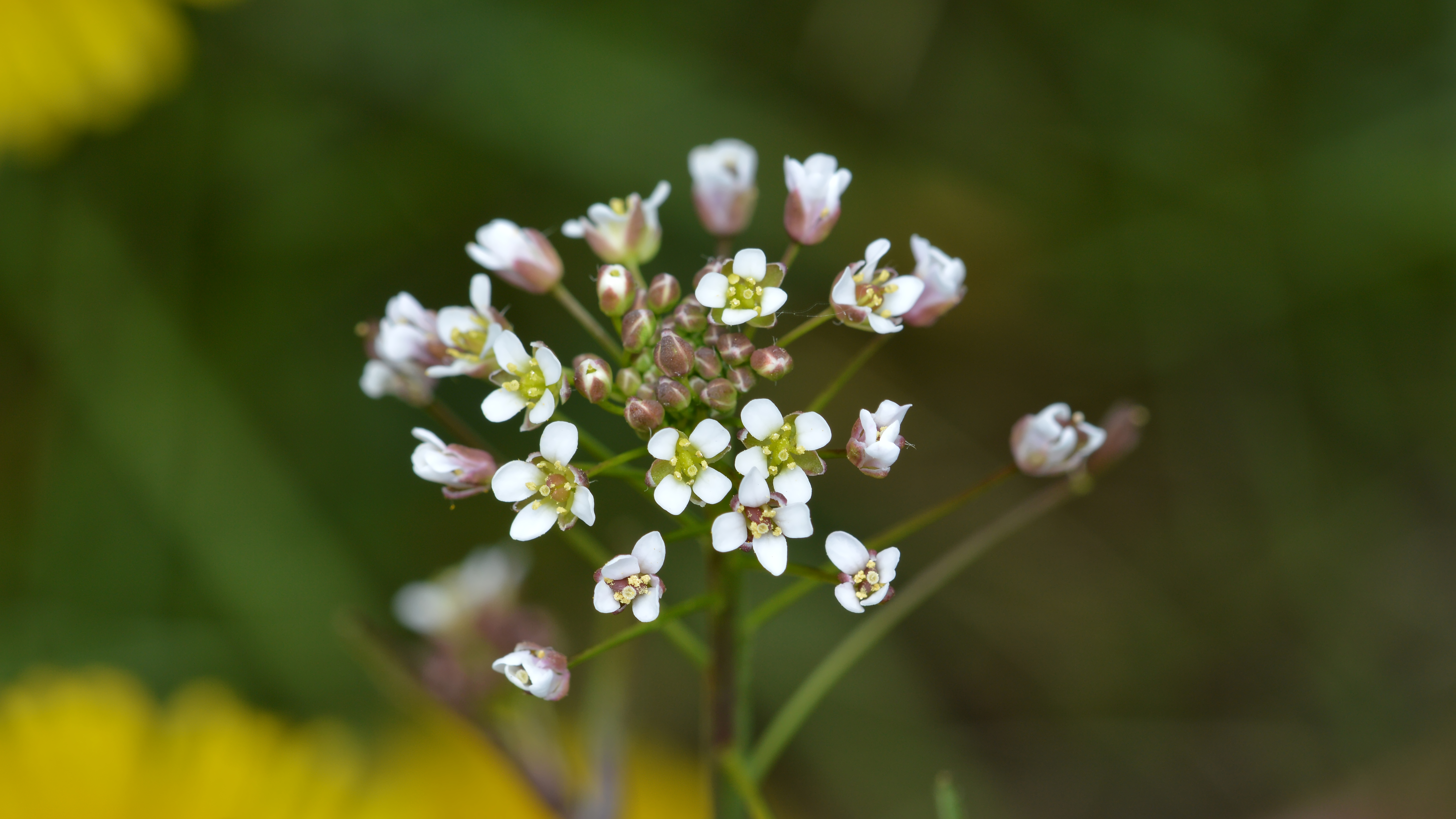Brassicaceae_Capsella_bursa-pastoris_Blüte_nah.jpg