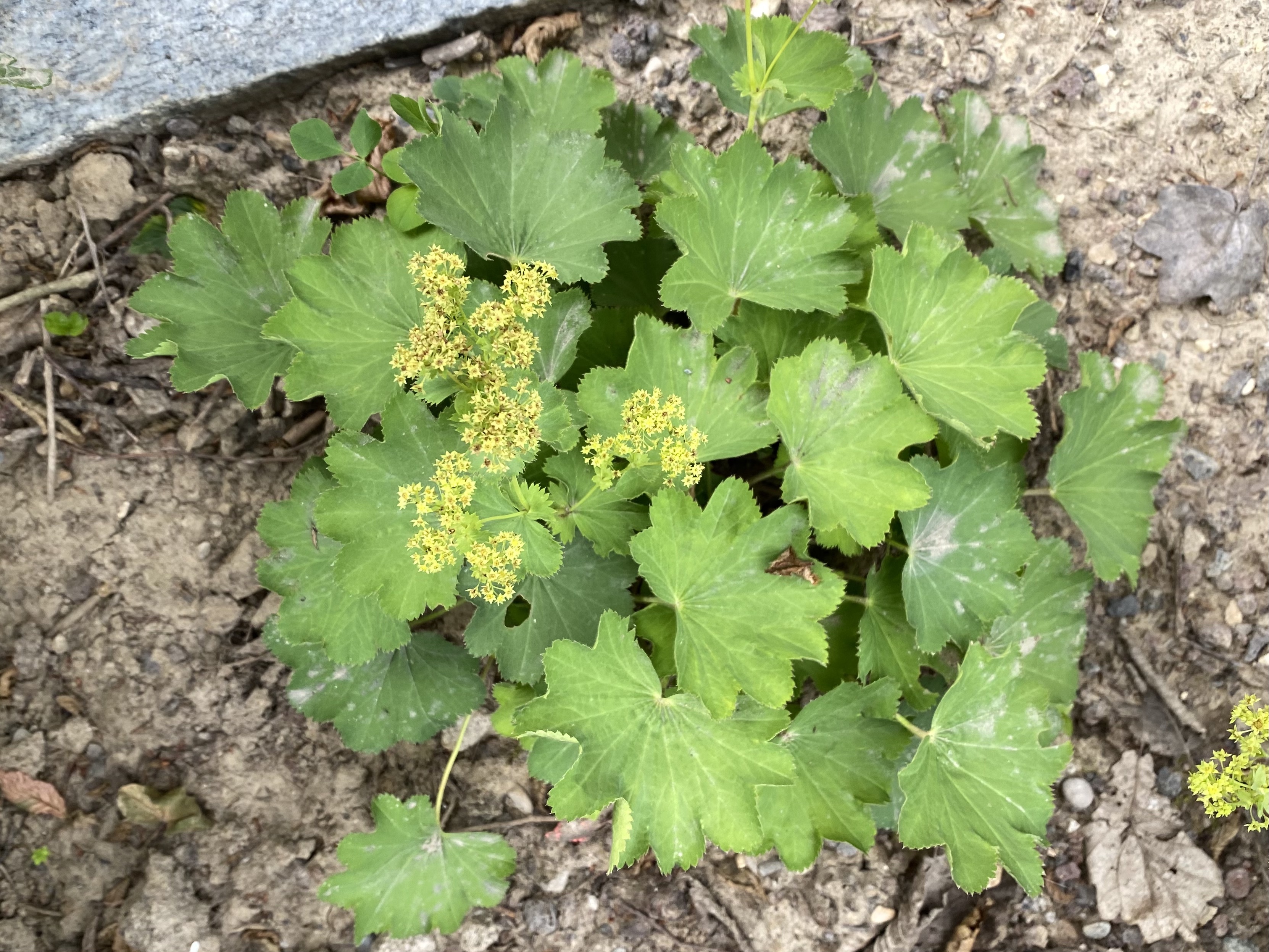 Gemeiner Frauenmantel (Alchemilla vulgaris) Eigenschaften / Merkmale / Bestimmmung / Verwendung, essbar,  