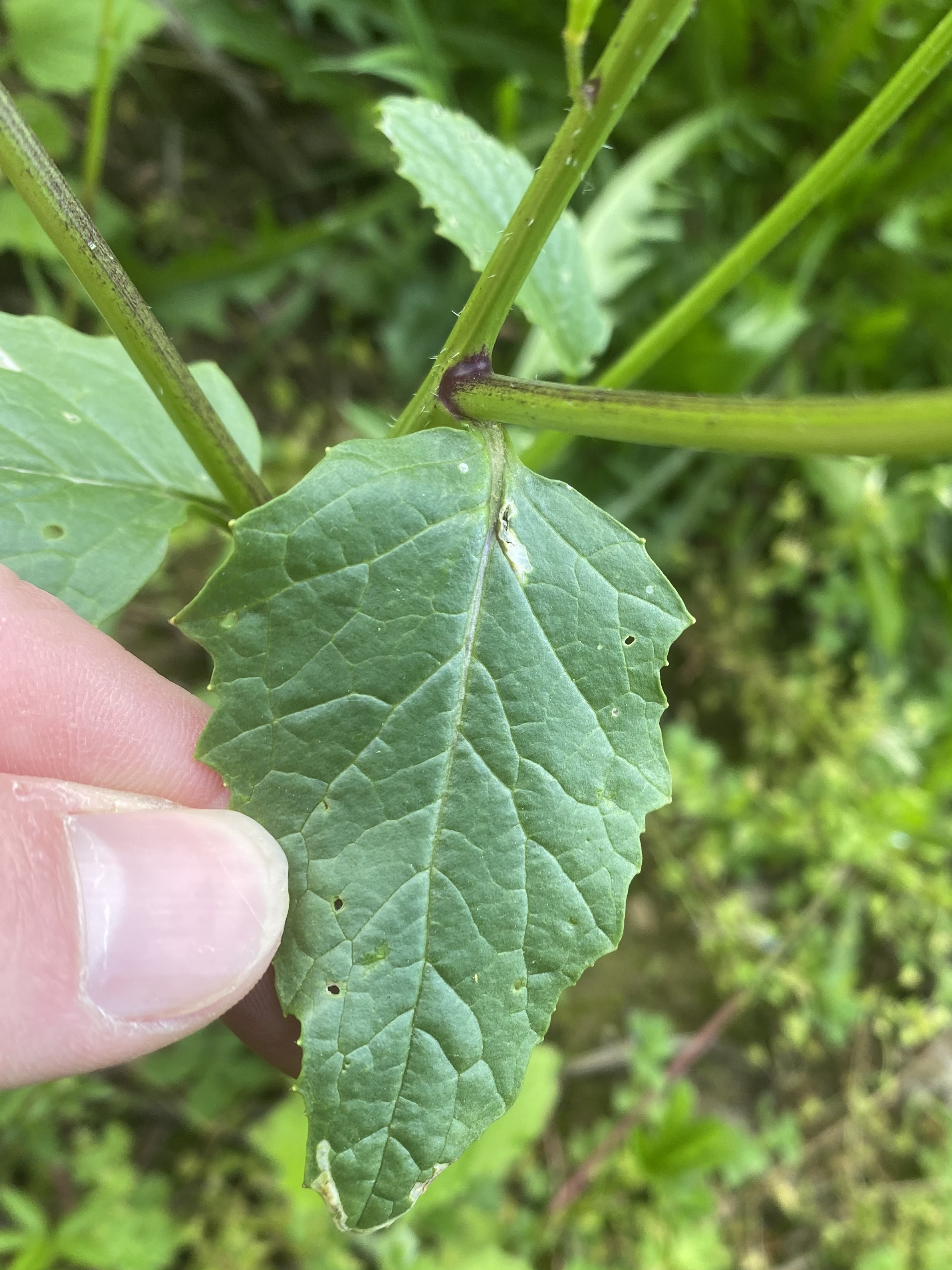 Acker Senf (Sinapis arvense) Eigenschaften / Bestimmung / Merkmale, essbar, Blatt