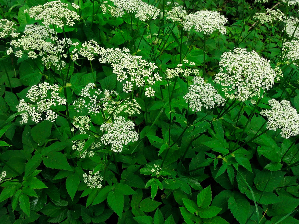 Blütenstand vom Giersch (Aegopodium podagraria)
