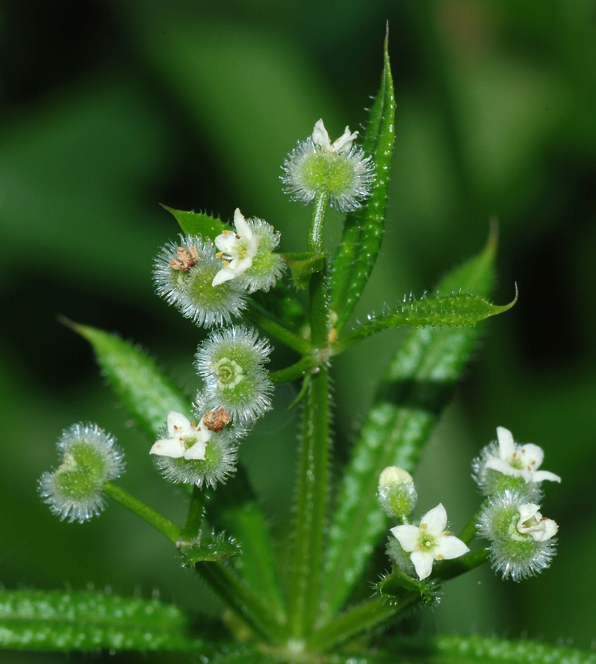 Rubiceae_Galium_aparine_Frucht.jpg