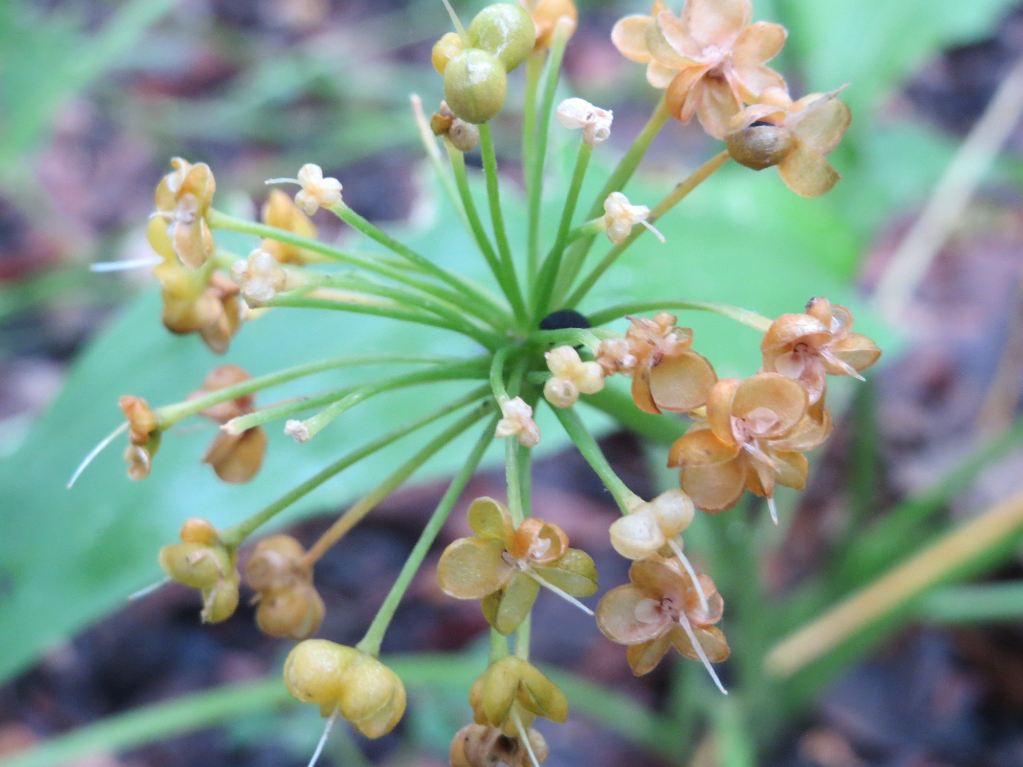 Amaryllidaceae Allium ursinum Bärlauch Eigenschaften Bestimmungsmerkmale Frucht reif