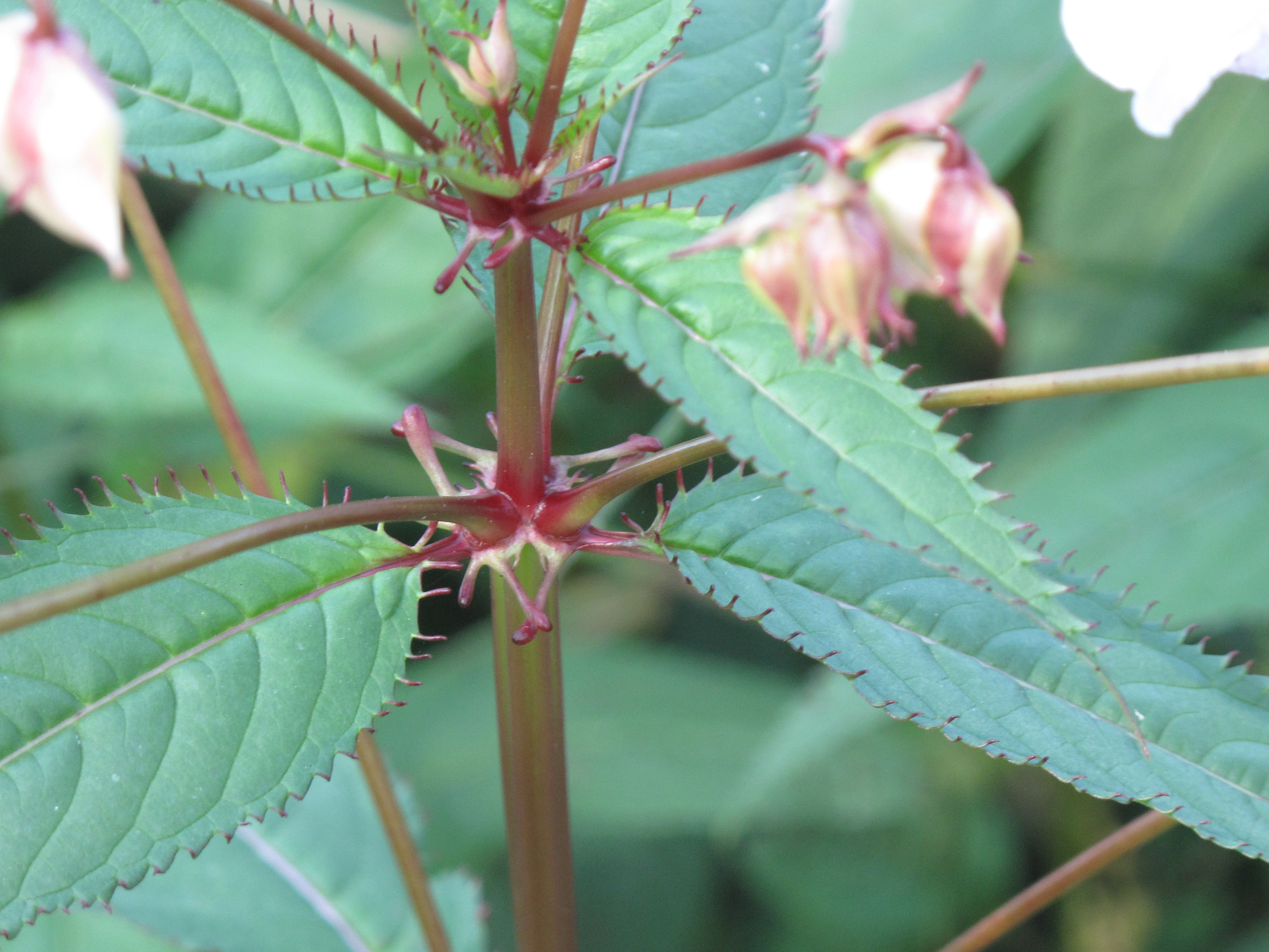 Drüsiges Springkraut (Impatiens glandulifera): Eigenschaften / Beschreibung / Merkmale / Bestimmung / Verwendung, essbar: Blattknoten