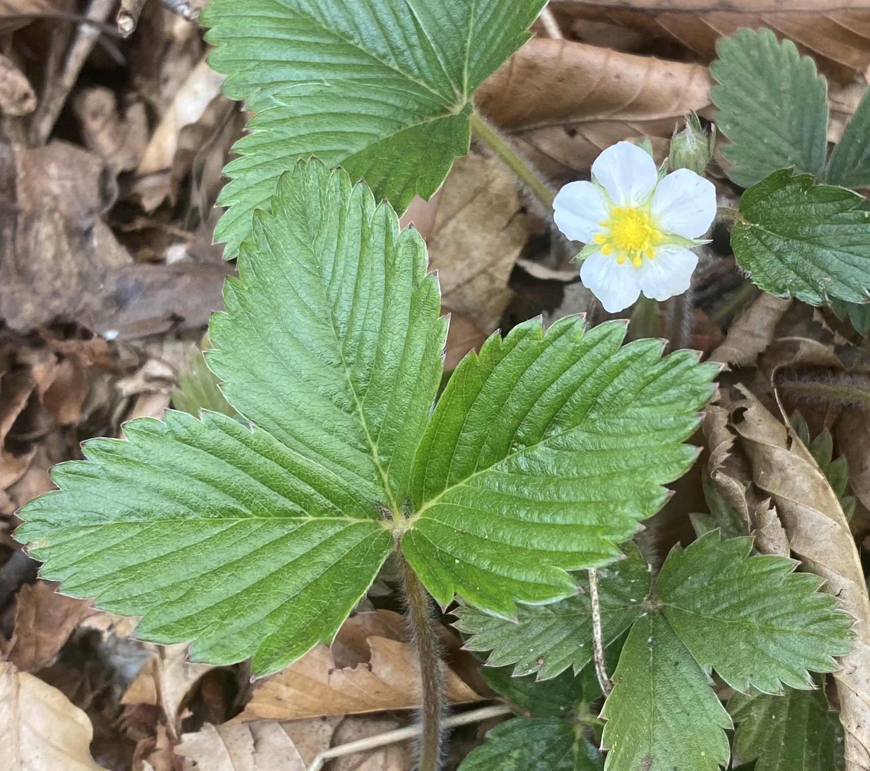 Wald Erdbeere Fragaria vesca Blatt Oberseite