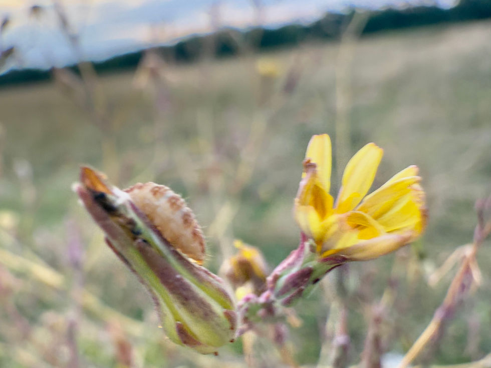 Blütenkorb vom Kompass-Lattich (Lactuca serriola)