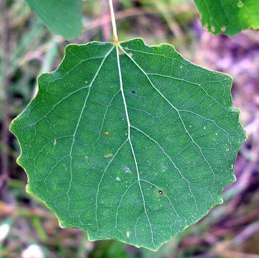 Zitter-Pappel (Populus tremula) Eigenschaften / Bestimmung / Merkmale / Verwendung; essbar; Blatt Oberseite