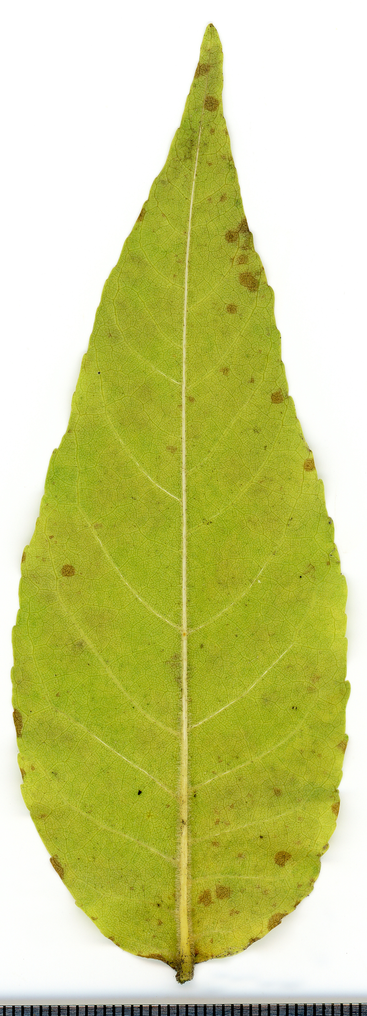 Gemeine Esche Fraxinus excelsior Merkmale, Bestimmung, Verwendung, essbar; Blatt nah