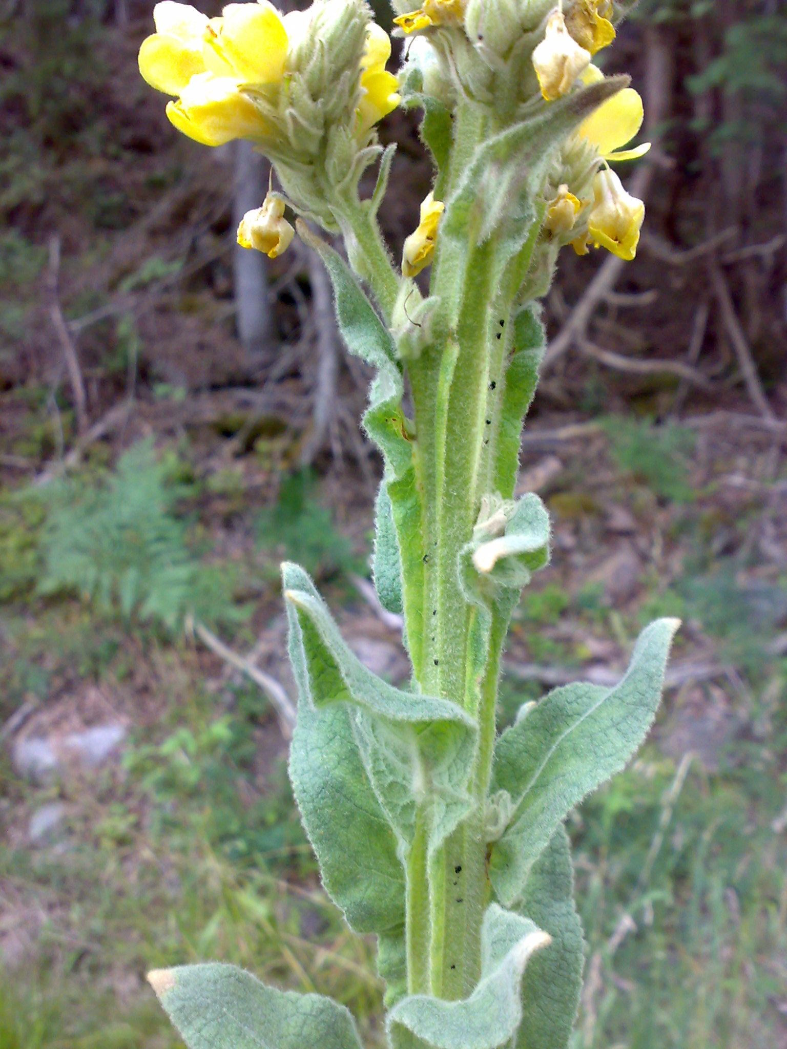 Scrophulariaceae_Verbascum_thapsus_Stängel.jpg