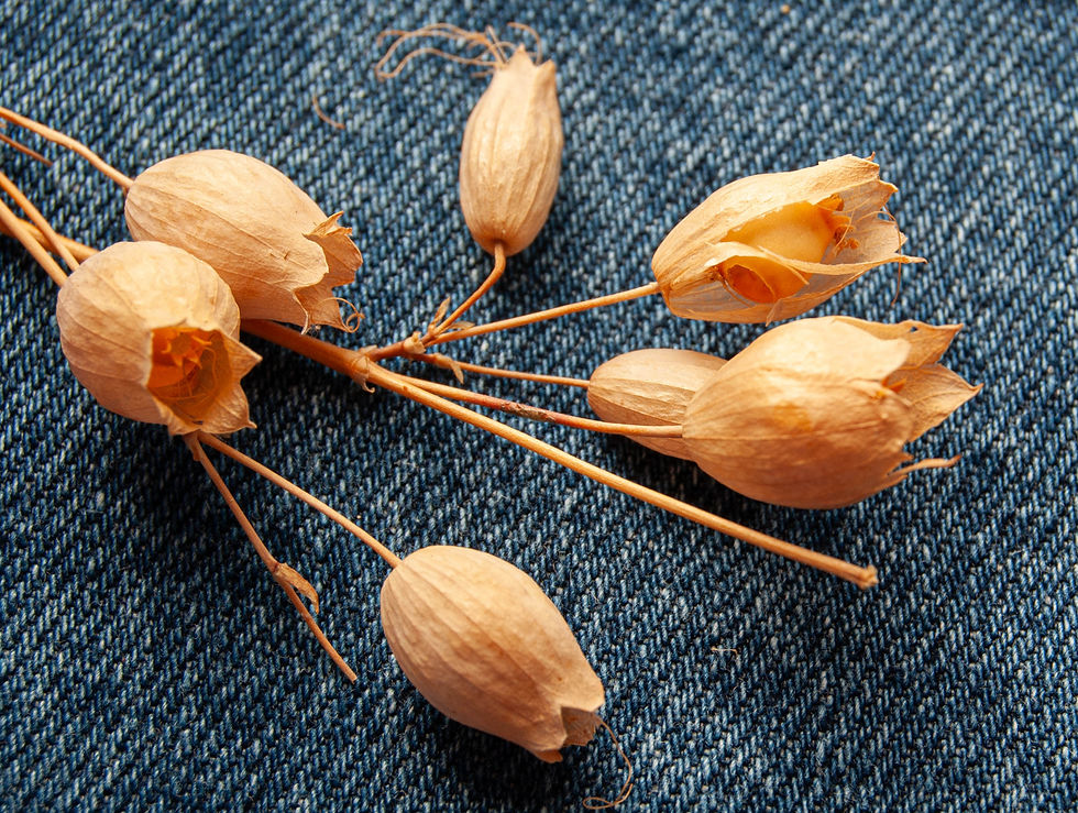 Früchte des Echten Leimkraut (Silene vulgaris)