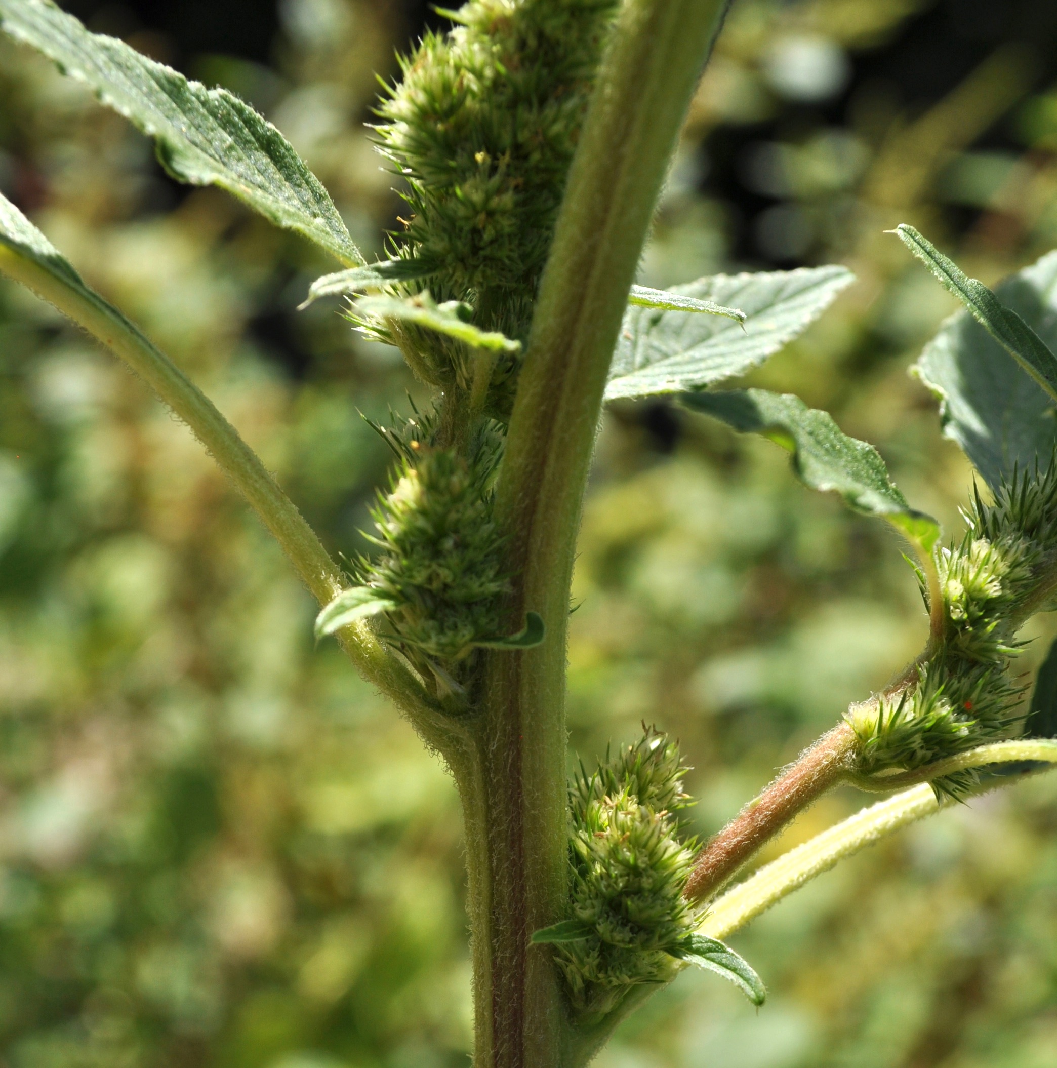 Amaranthaceae Amaranthus retroflexus Zurückgebogener Fuchsschwanz Eigenschaften Bestimmung Merkmale Verwendung Stängel