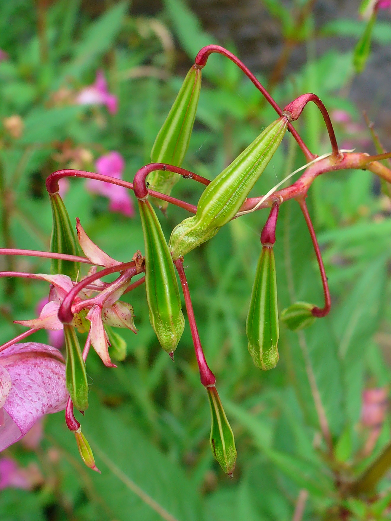 Drüsiges Springkraut (Impatiens glandulifera): Eigenschaften / Beschreibung / Merkmale / Bestimmung / Verwendung, essbar: Frucht