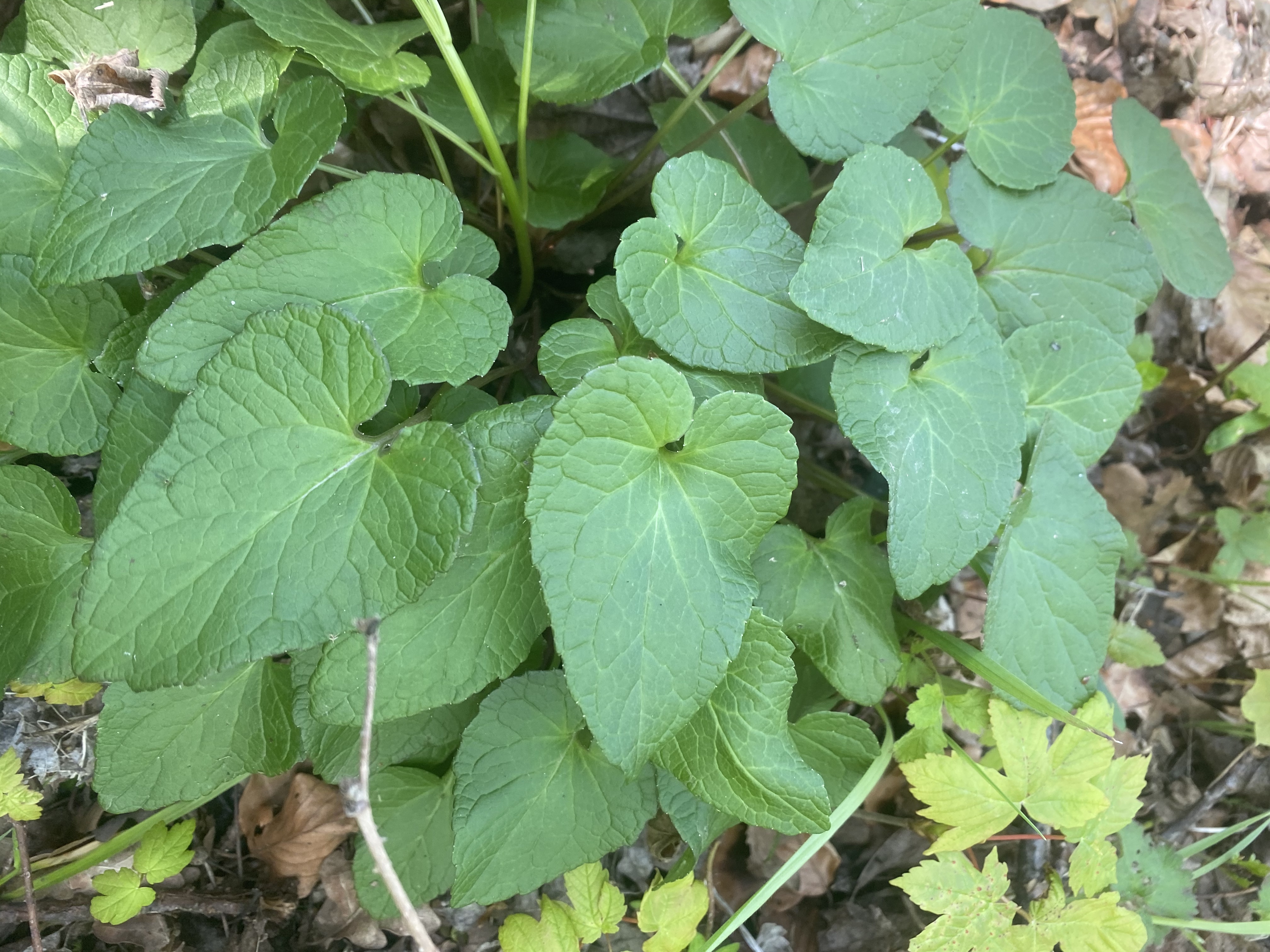 Ährige Teufelskralle (Phyteuma spicatum) Eigenschaften / Beschreibung / Merkmale / Verwendung, essbar, Blätter Grundblätter