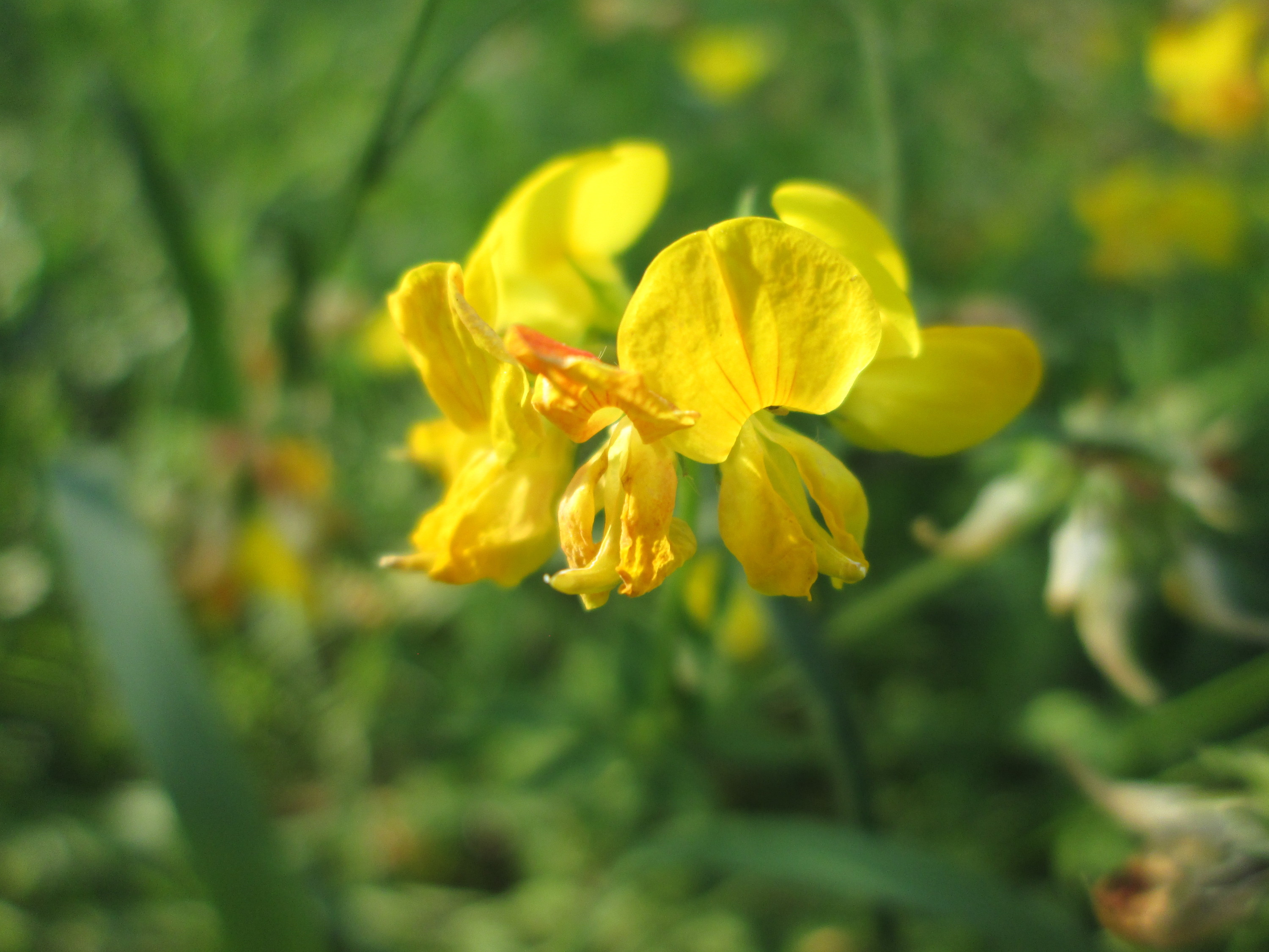 Gewöhnlicher Hornklee (Lotus corniculatus);  in kleinen Mengen essbar; Merkmale / Bestimmung / Verwendung; Schiffchen