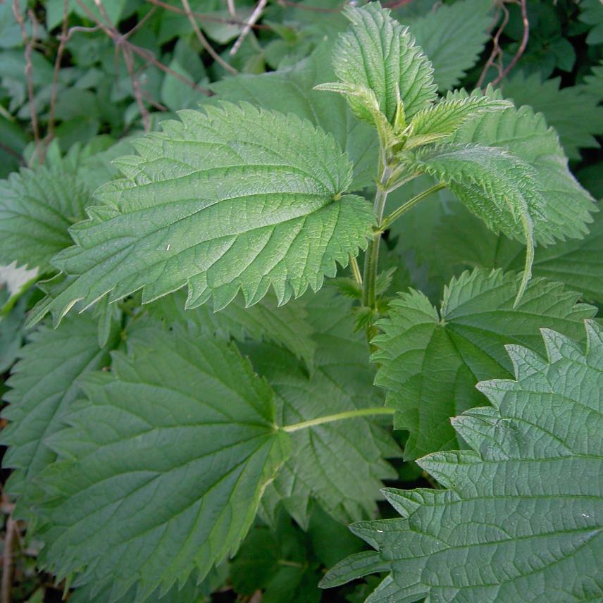essbare Wildpflanzen Wildkräuter Urticaceae Urtica dioica Grosse Brennnessel Bestimmungsmerkmale Eigenschaften Erkennung Nutzung Stängel und Blätter