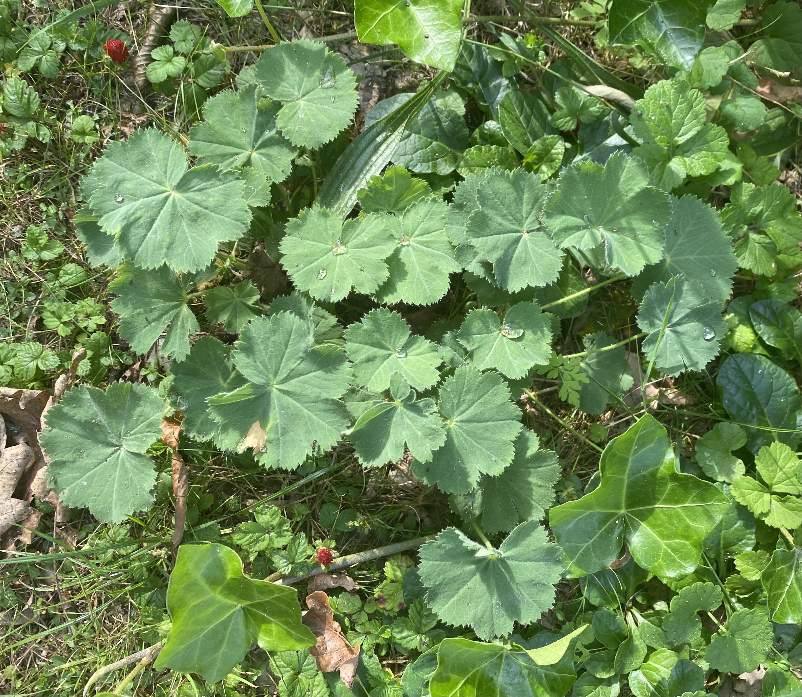 Gemeiner Frauenmantel (Alchemilla vulgaris) Eigenschaften / Merkmale / Bestimmmung / Verwendung, essbar,  Grundblätter