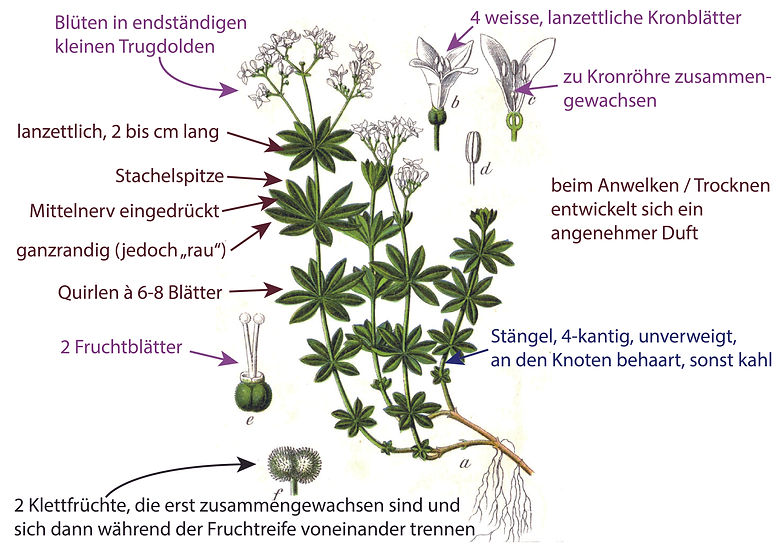 Illustration des Waldmeister (Galium odoratum) für die Bestimmung der Art. Graphisch sehr übersichtlich sind Bestimmungsmerkmalen darübergezeichnet. Das Bild ist gut für die Bestimmung der Art geeignet.