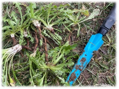 Unkrautstecher um kraftsparend essbare wilde Wurzeln auszugraben. Auf dem Foto sind ausgegrabene Löwenzahnwurzeln draussen auf dem Boden ausgelegt und sinnbildlich liegt der Unkrautstecher nebendran.