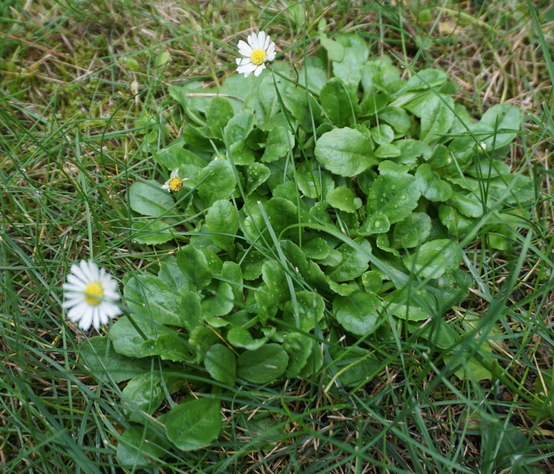 Gänseblümchen Bellis perennnis Blätter