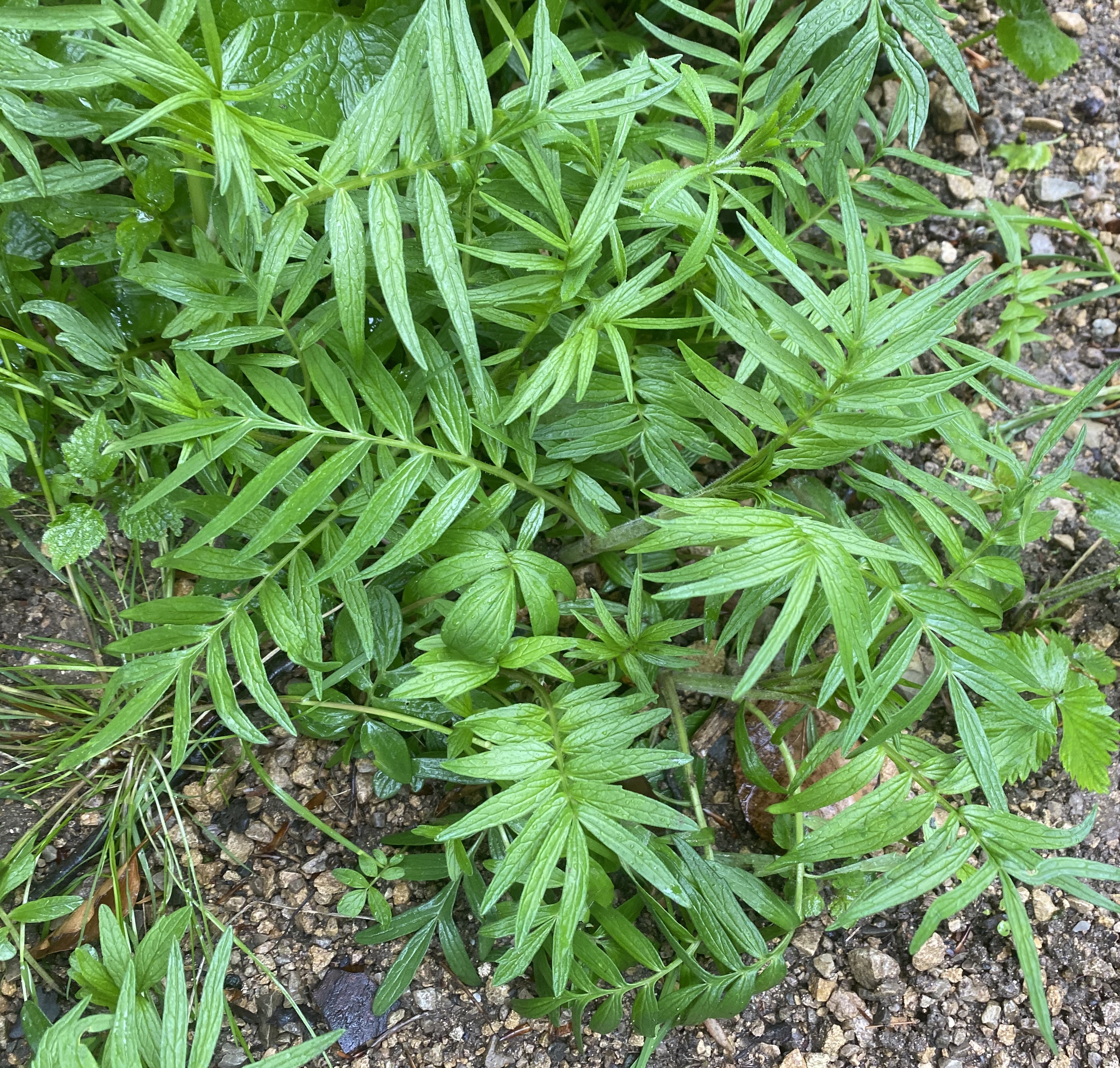 Caprifoliaceae Valeriana officinalis Echter Arznei Baldrian Eigenschaften Bestimmung Merkmale Grundblätter