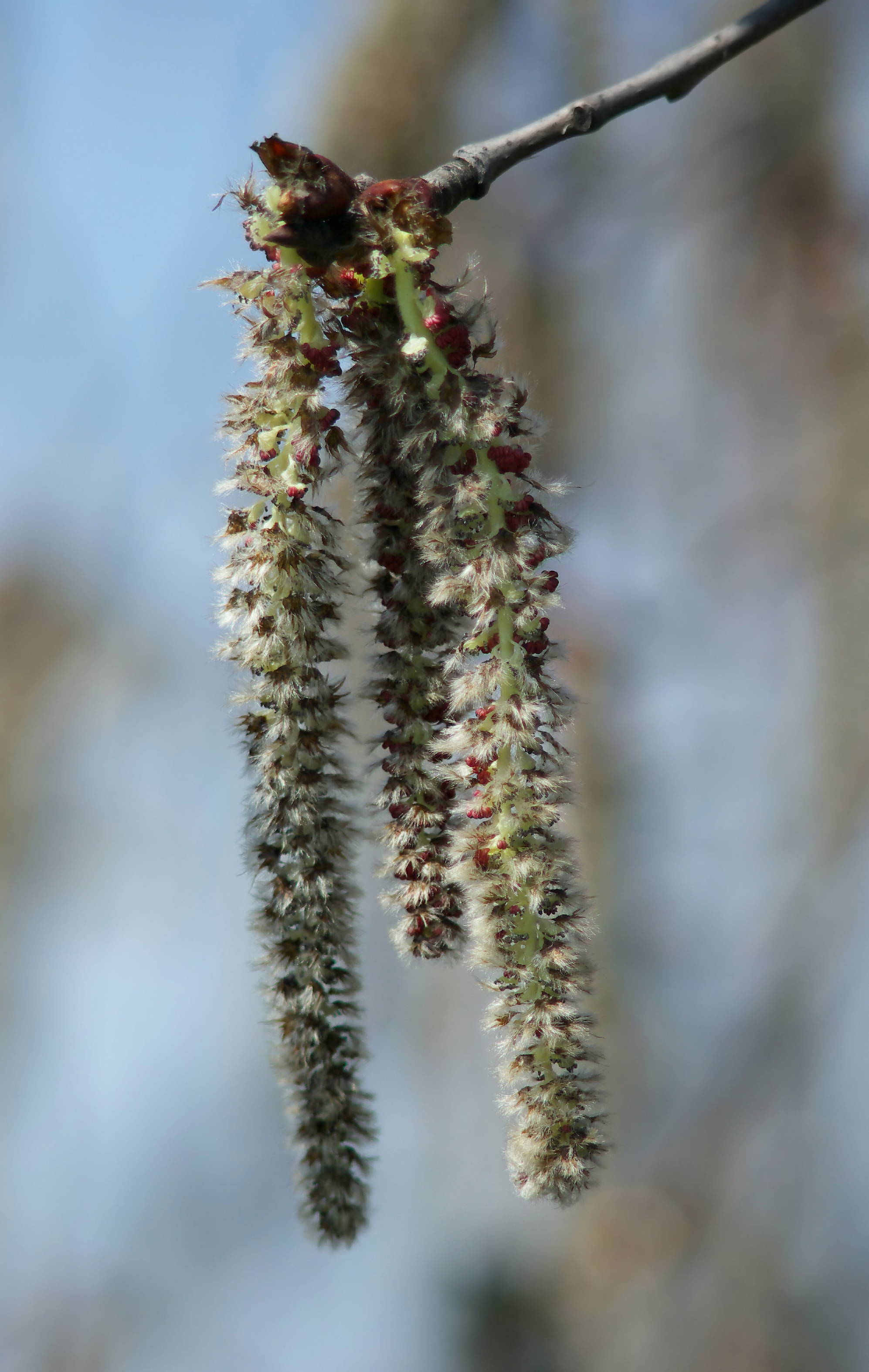Zitter-Pappel (Populus tremula) Eigenschaften / Bestimmung / Merkmale / Verwendung; essbar; männliches Kätzchen