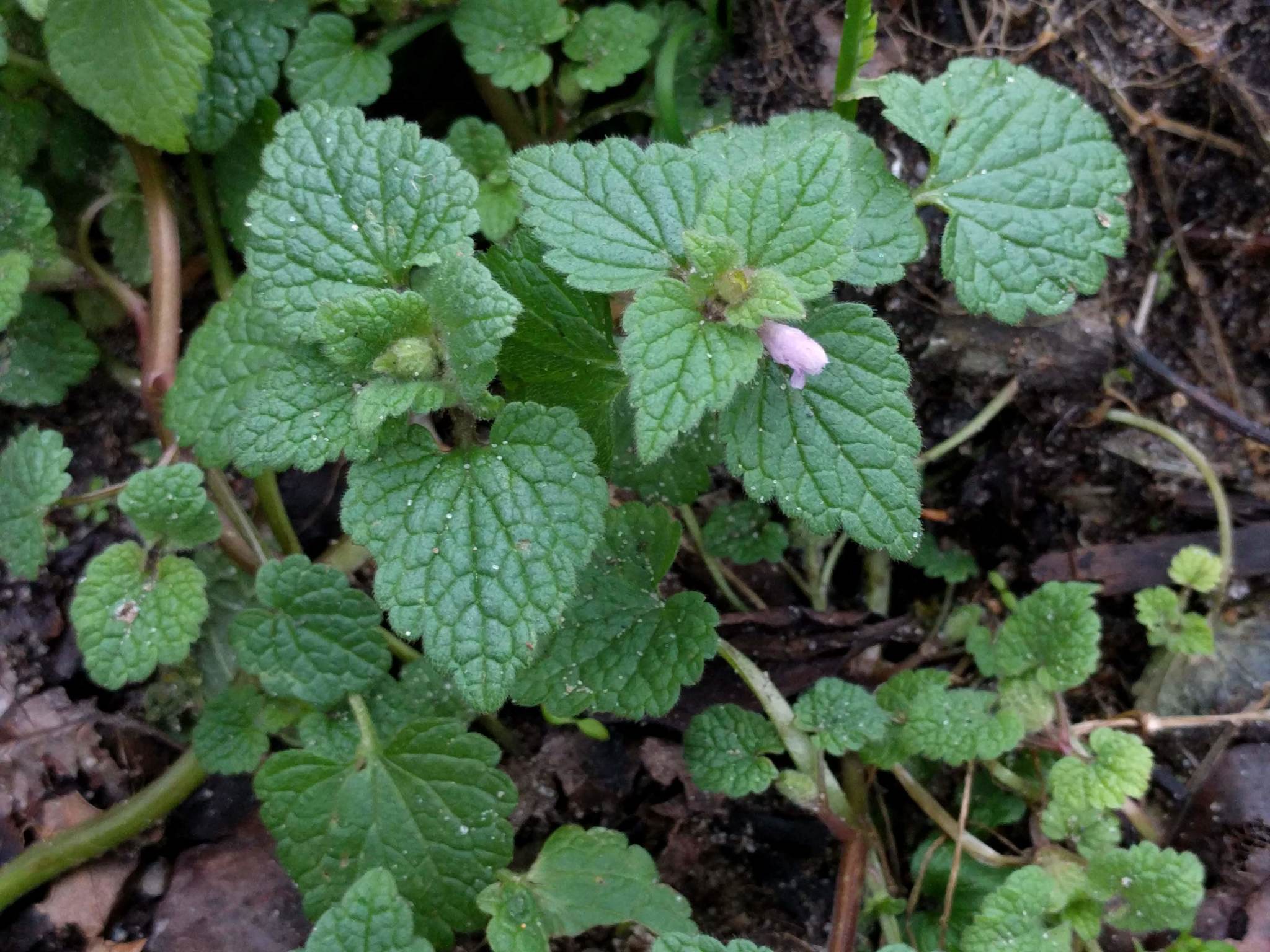 Lamiaceae Lamium purpureum Acker Purpurrote Taubnessel Eigenschaften Merkmale Bestimmung Verwendung Blatt