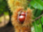 Früchte der Edel-Kastanie (Castanea sativa): Bei den Buchengewächse (Fagaceae) sind die Nussfrüchte in einem Fruchtbecher (Cupula) verpackt.