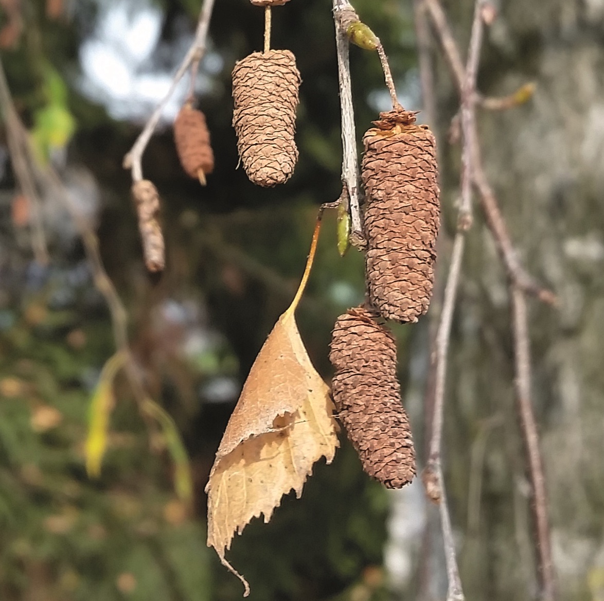 Hänge-Birke (Betula pendula) Eigenschaften, Beschreibung, Bestimmung, Merkmale, Verwendung, essbar: Zapfen als Fruchtstand