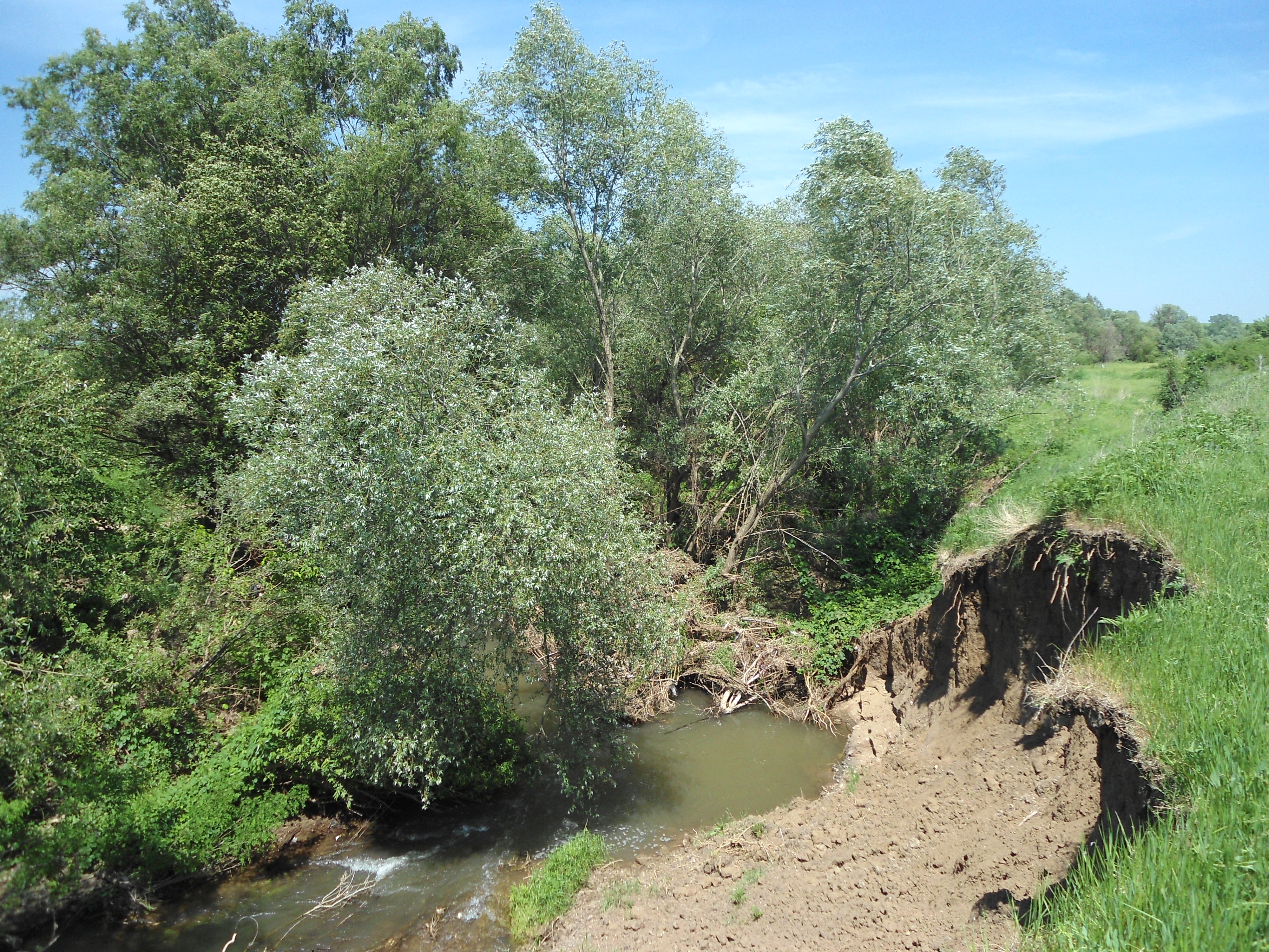 Silber Weide (Salix alba); Merkmale / Bestimmung / Verwendung; Habitus