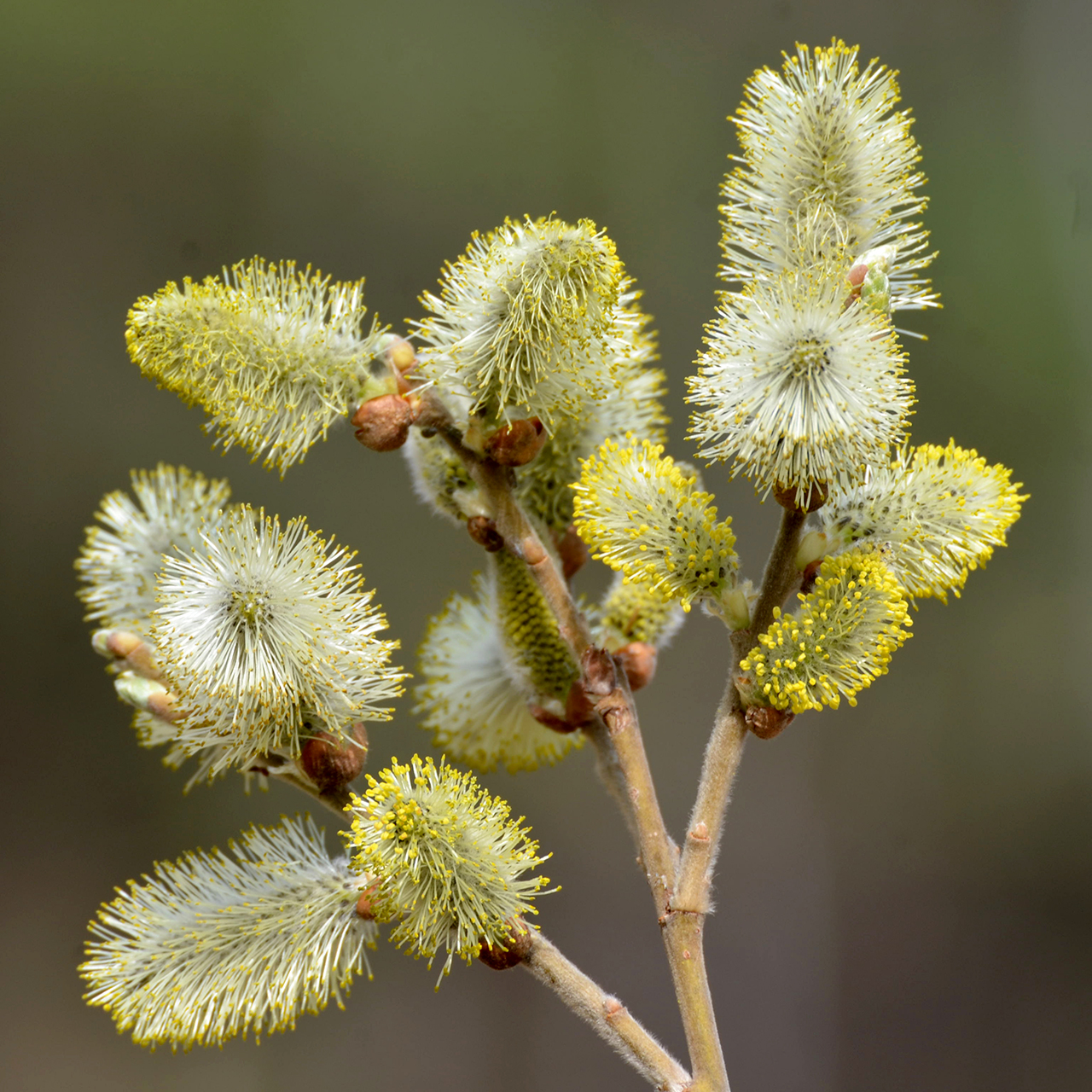 Sal-Weide (Salix caprea); Eigenschaften / Bestimmung / Merkmale / Verwendung; männliche Kätzchen