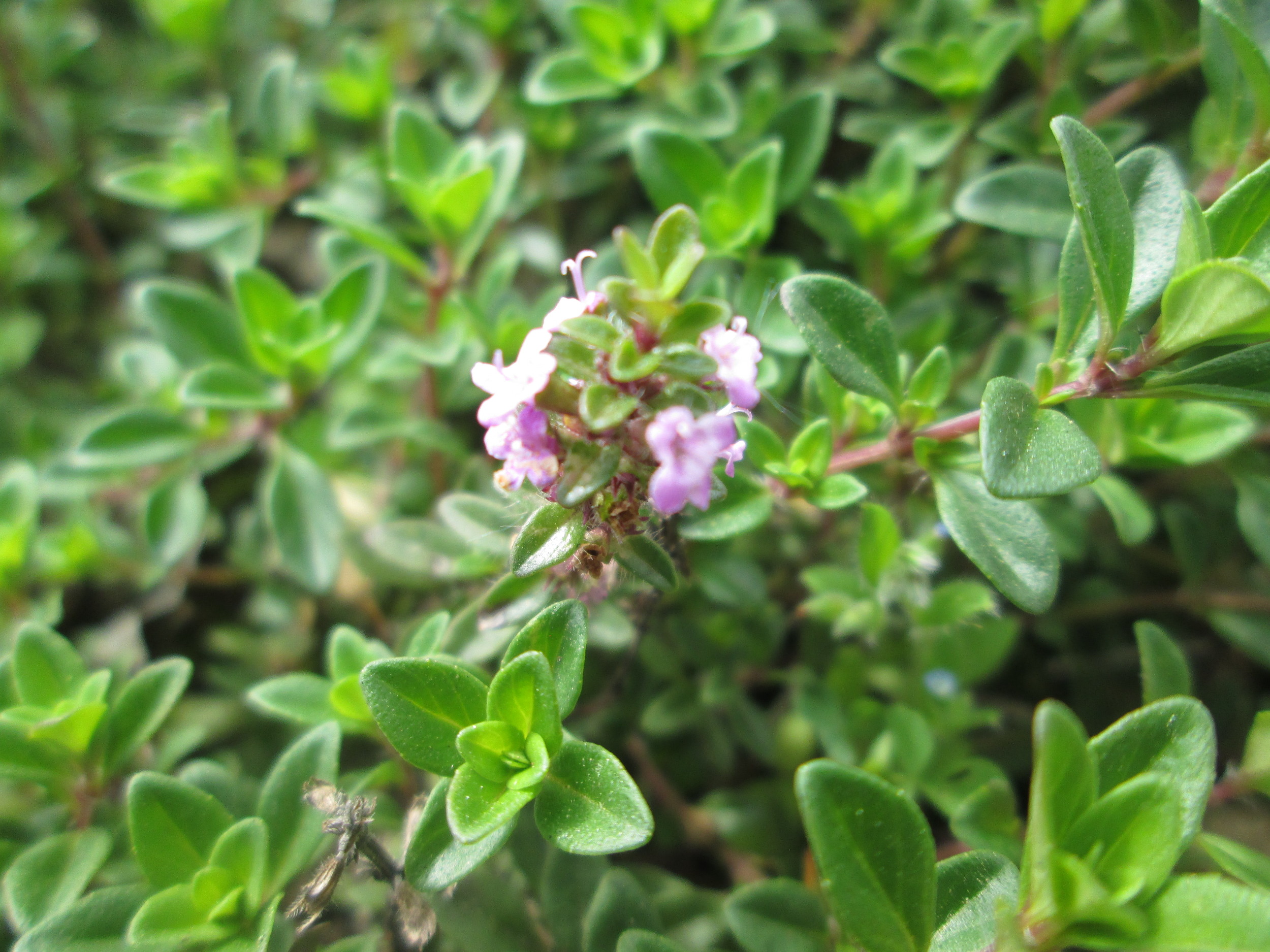 Feld-Thymian / Quendel essbar; Bestimmung / Merkmale / Verwendung; Heilpflanze; Blatt