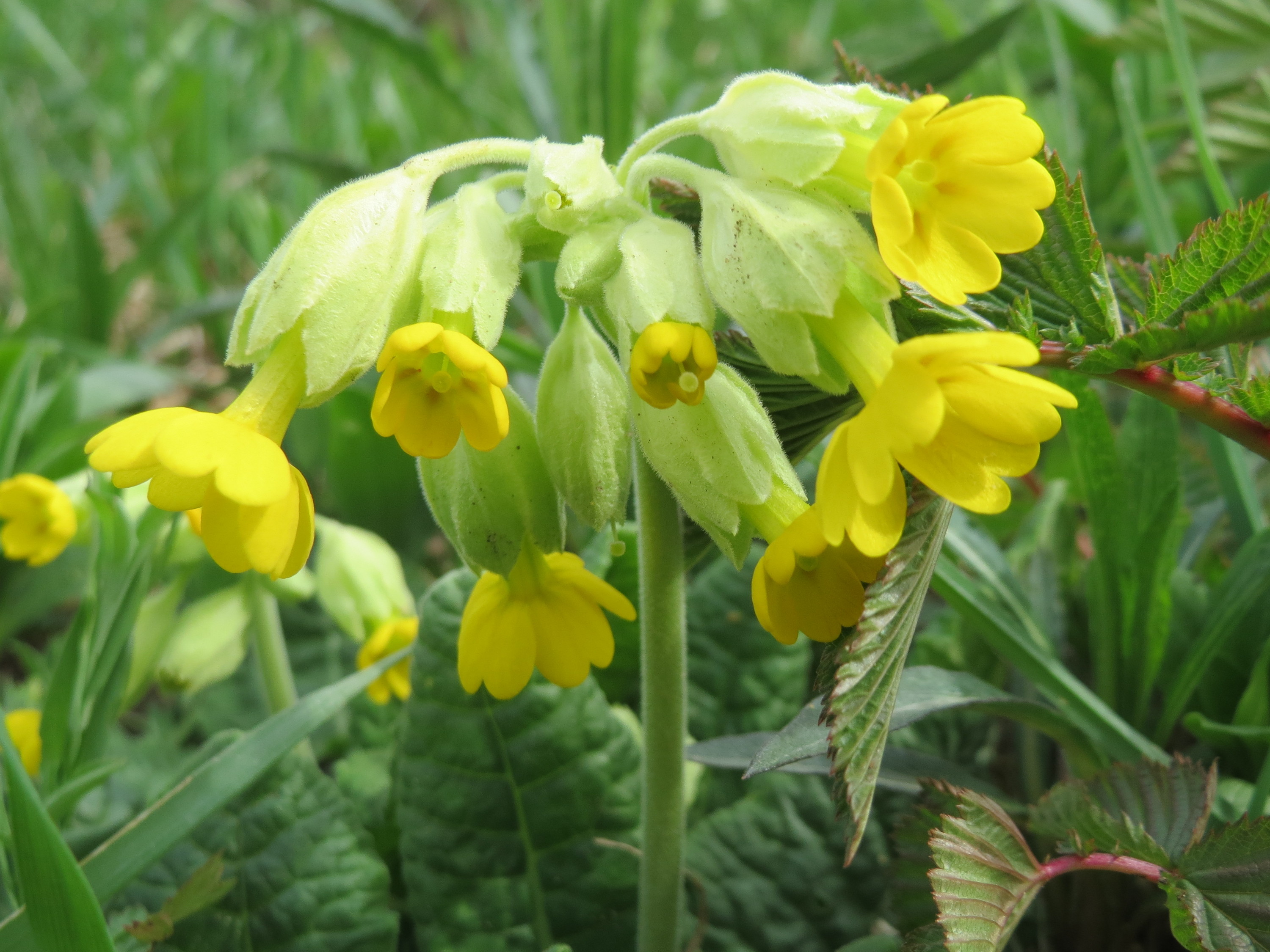 Primulaceae_Primula_veris_Blüte.jpg